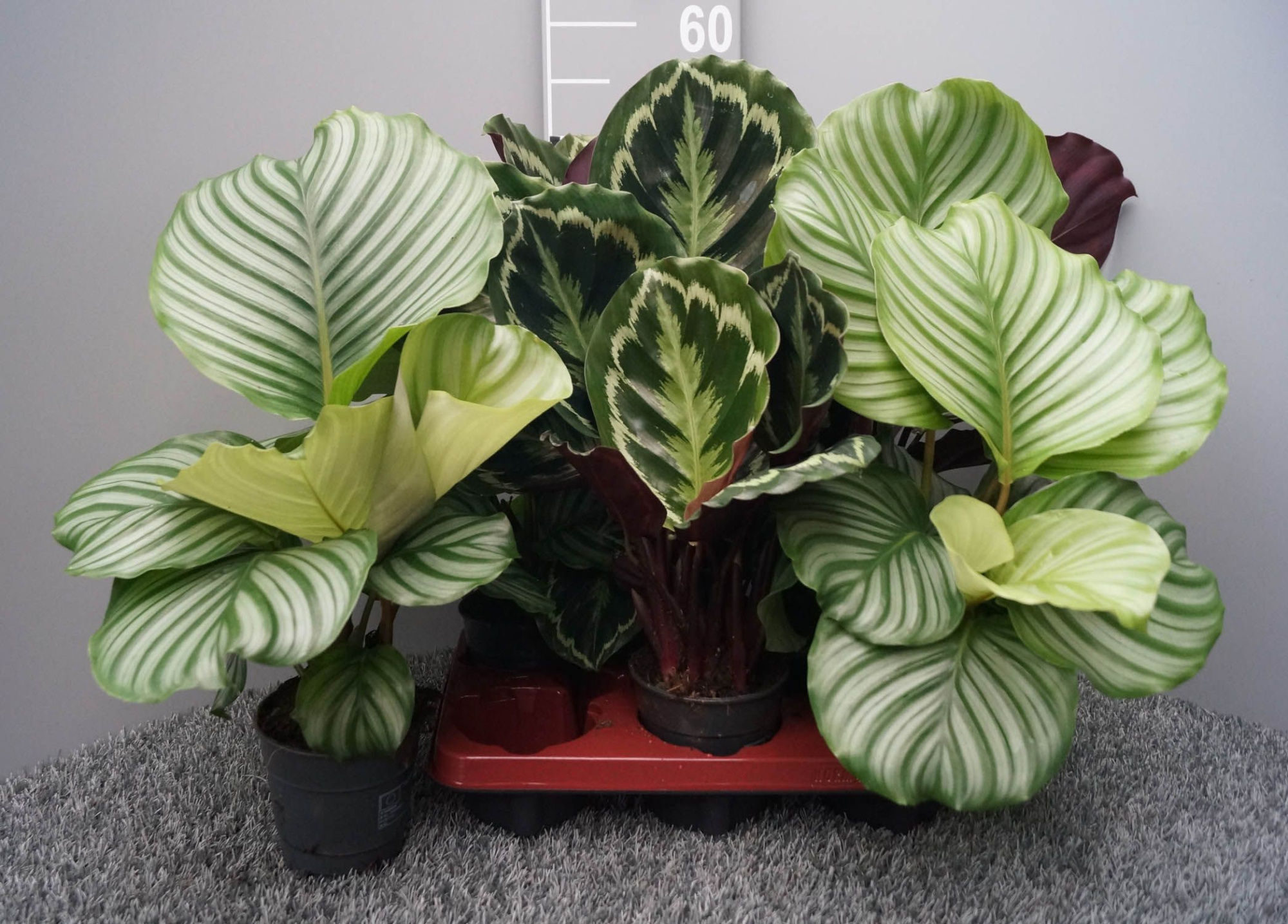 Calathea pot 12 gemengd, 2 soorten, D 12 cm