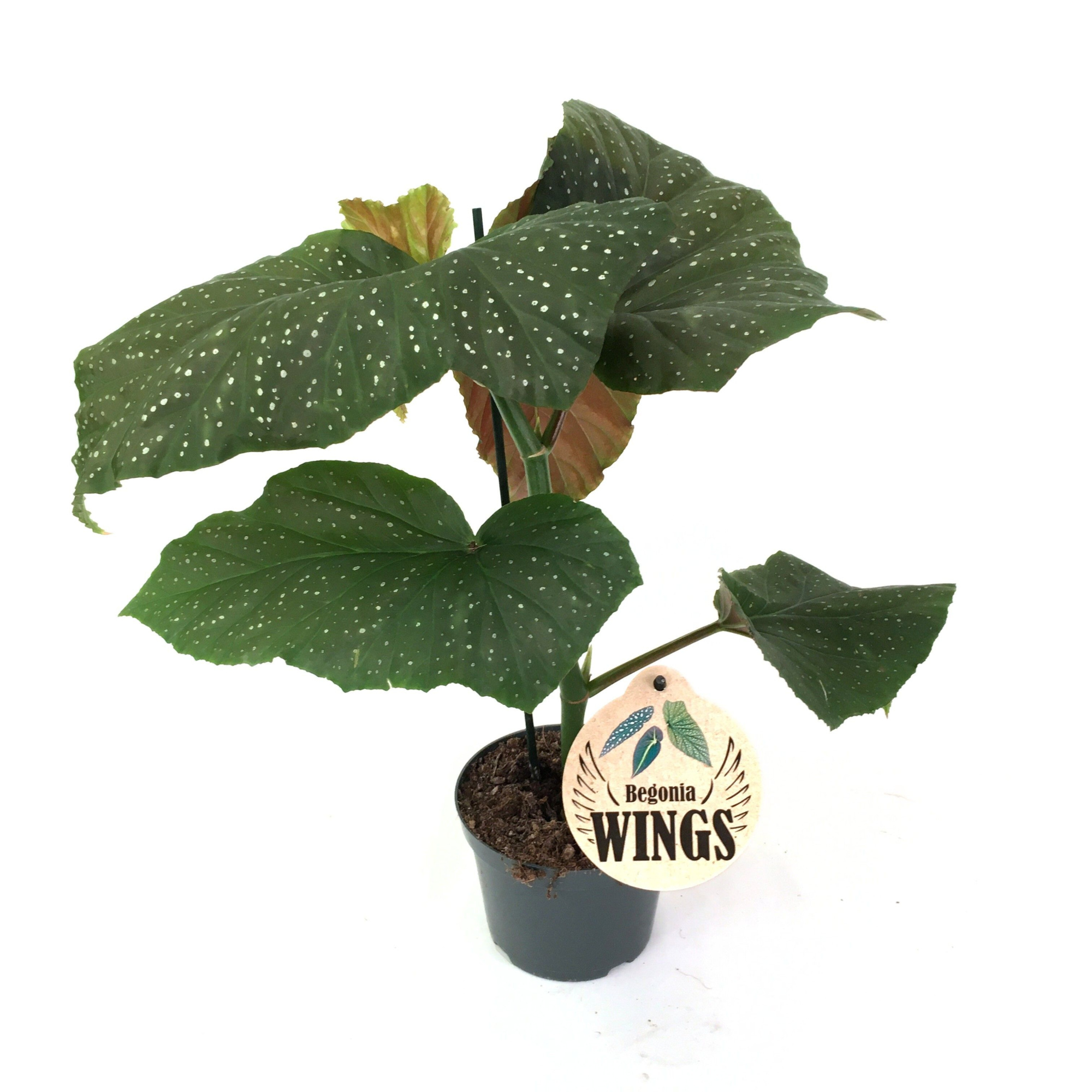 Begonia WINGS Corallina, D 12 cm