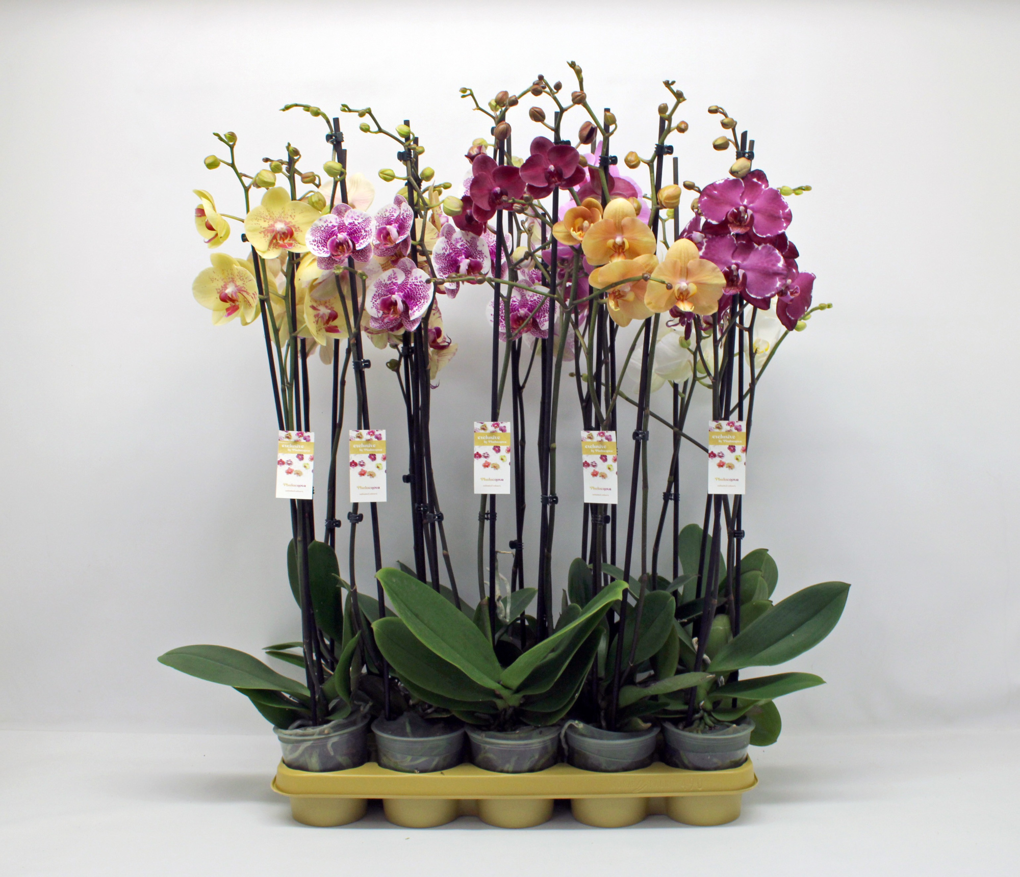 Gemengd 2-tak 80cm (GROEN), D 12 cm