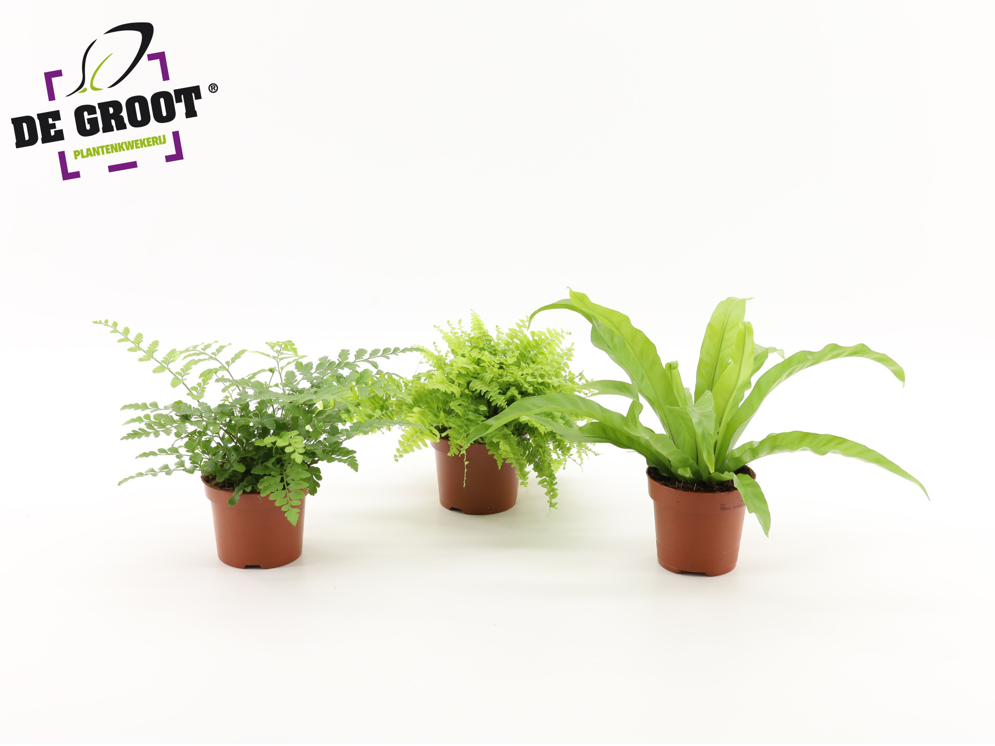 Nephrolepis Boston, Asplenium Parvati, Asplenium Antiquum, D 12 cm