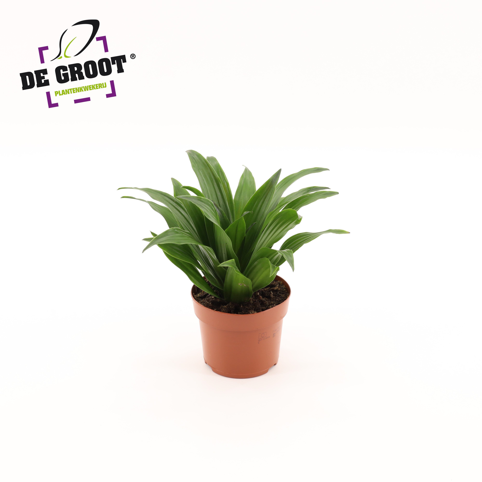 Dracaena compacta kopstek, D 12
