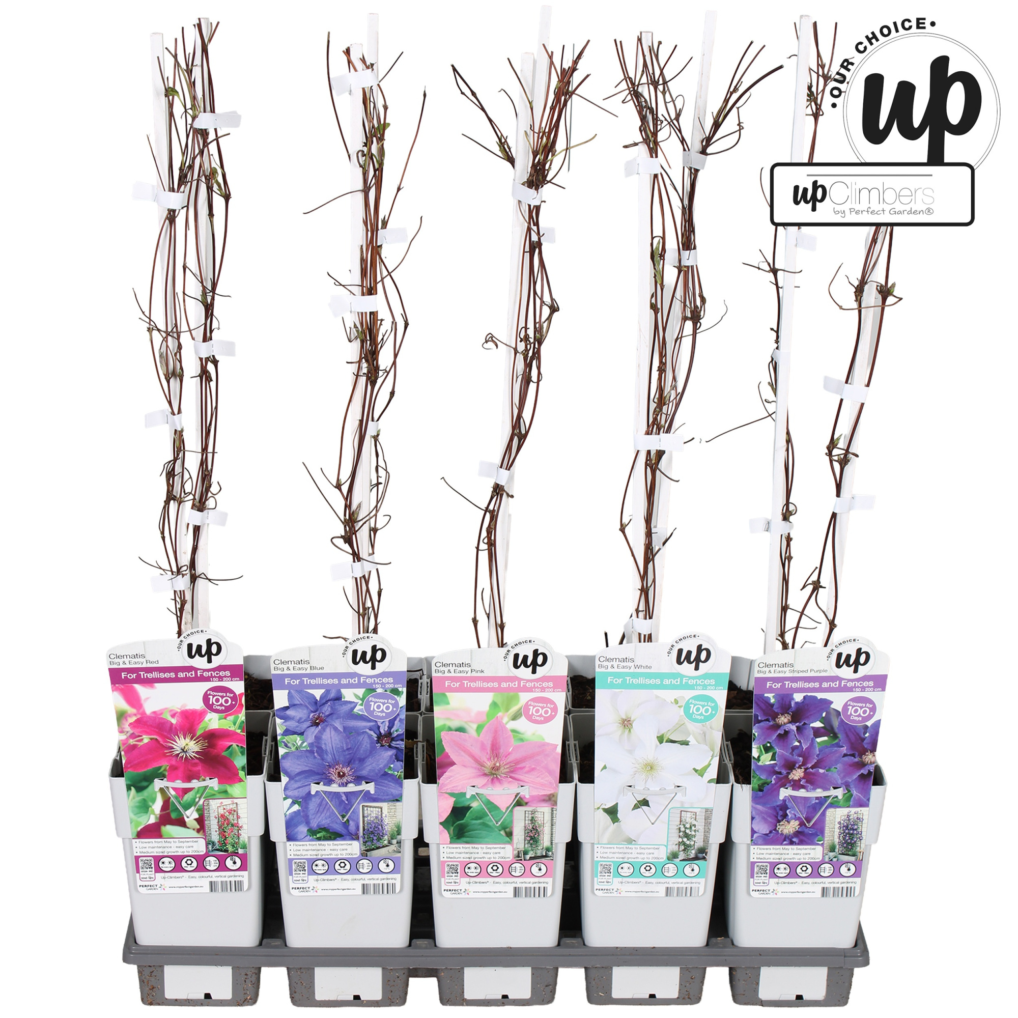 Clematis Big and Easy mix tray 15, D 15