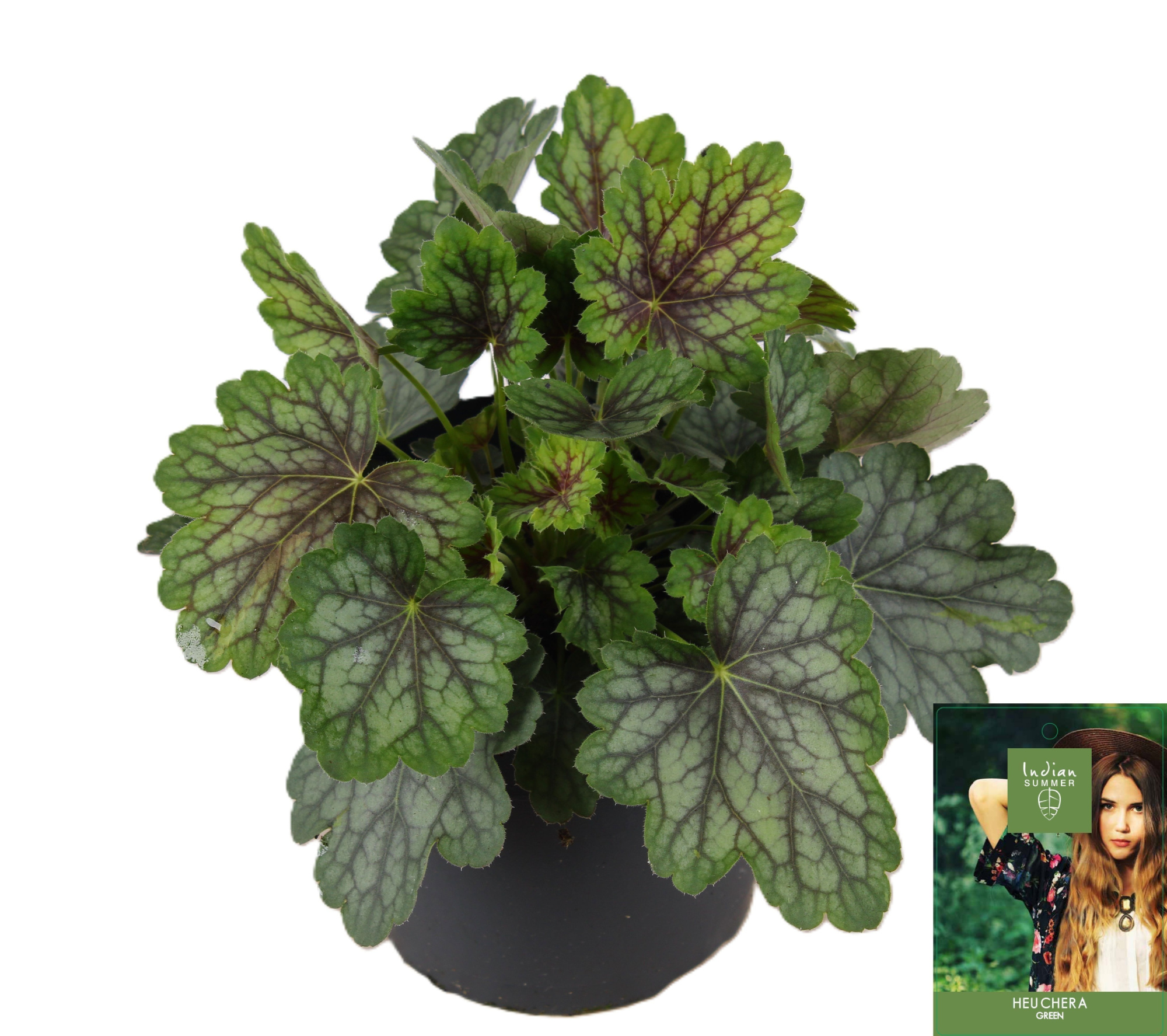Heuchera Indian Summer Green, D 15