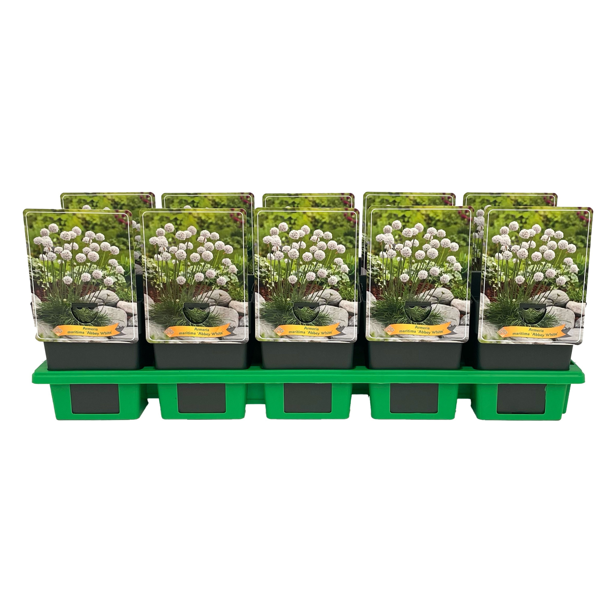 Armeria maritima 'Abbey White' P11, D 11 cm