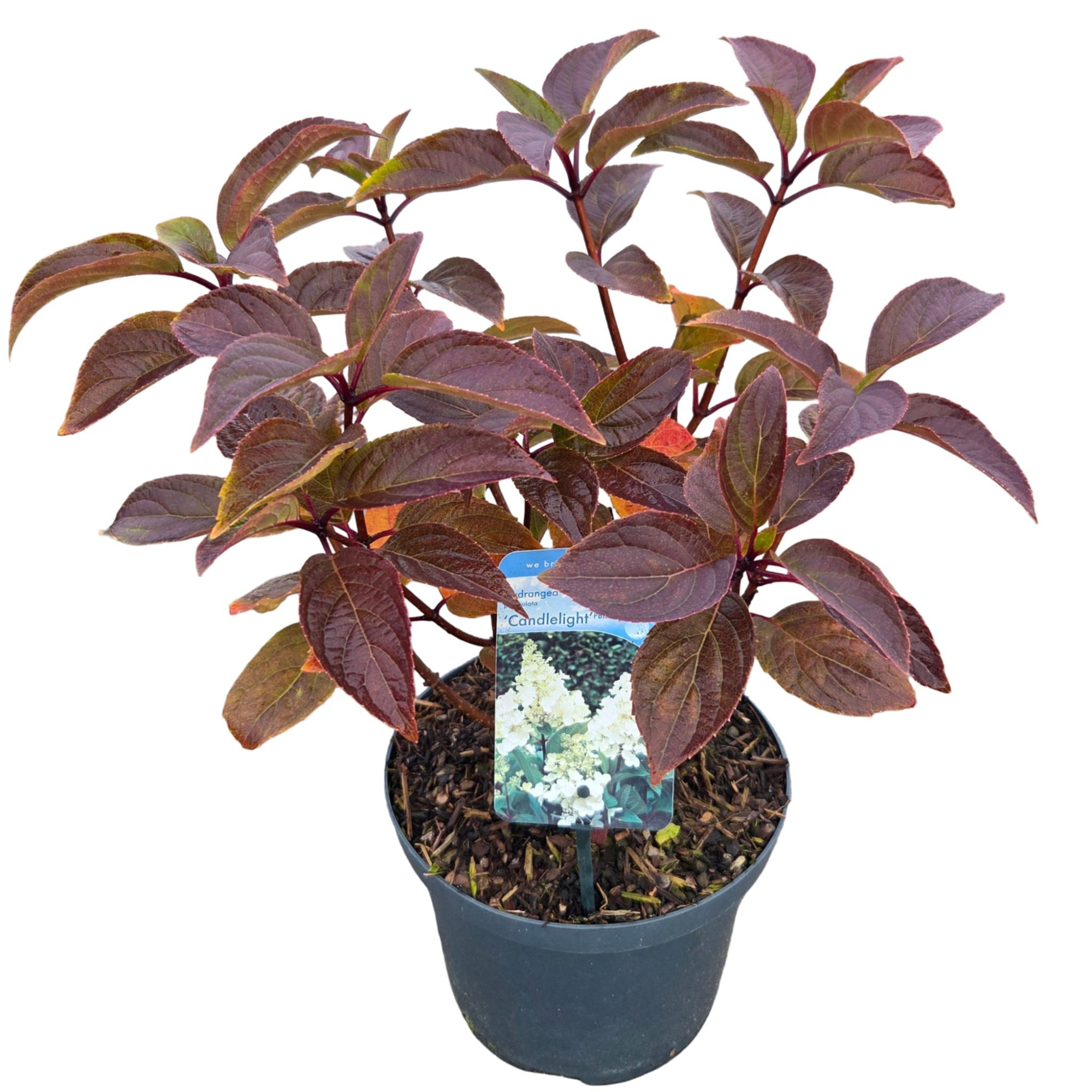 Hydrangea pan. 'Pinky Winky', D 23 cm