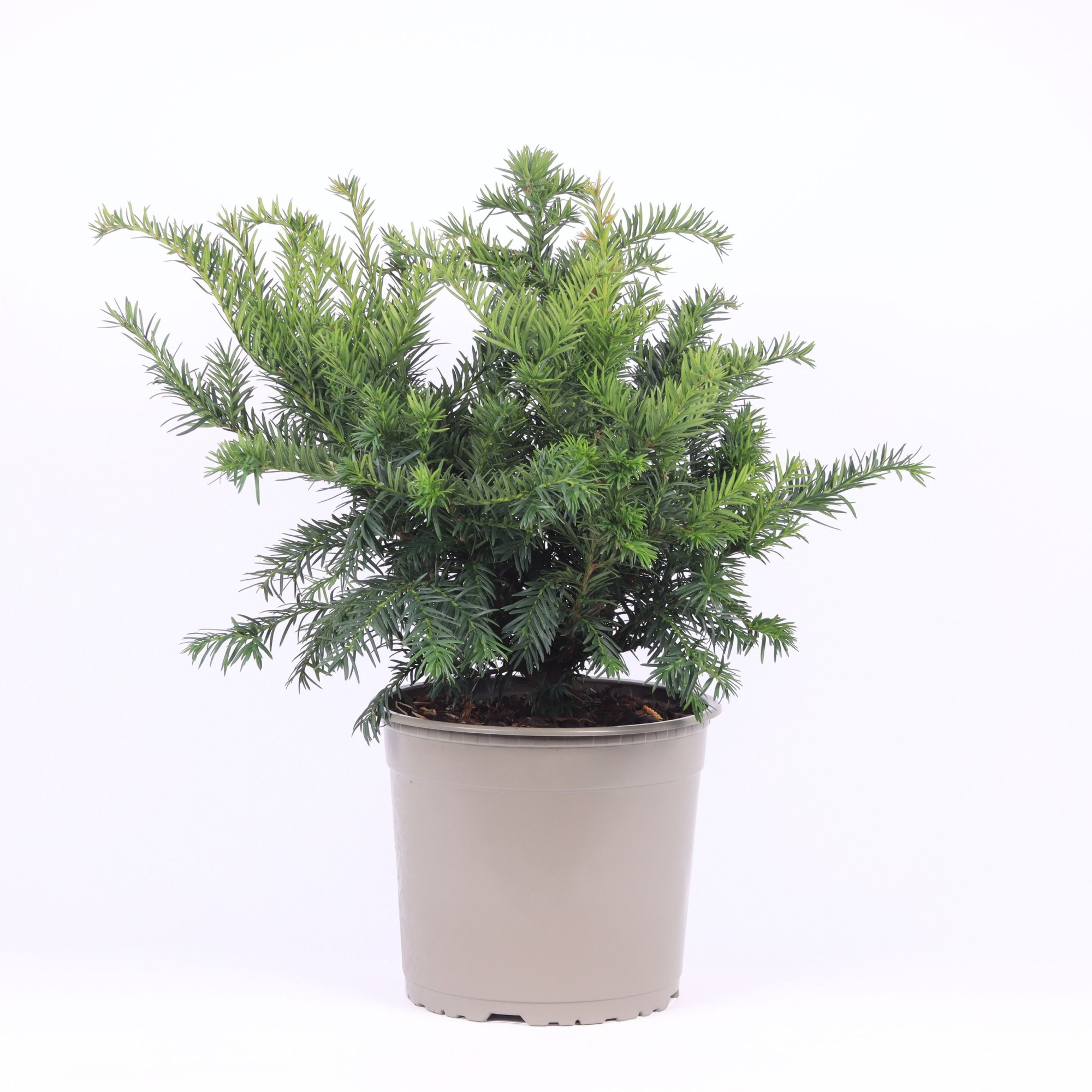 Taxus baccata 'Repandens', D 23 cm