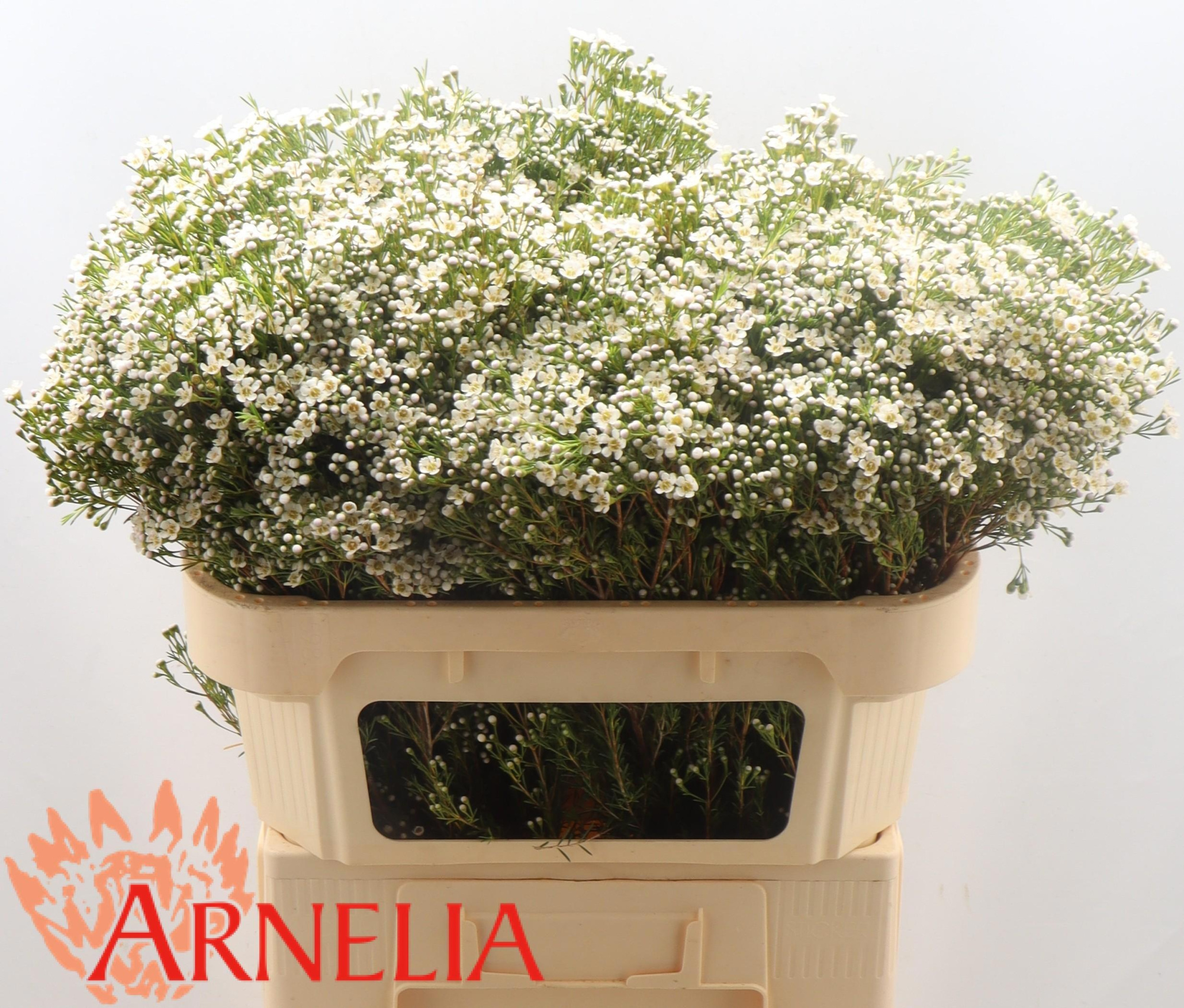 Шамелациум Перл Баттонс 70, шт.