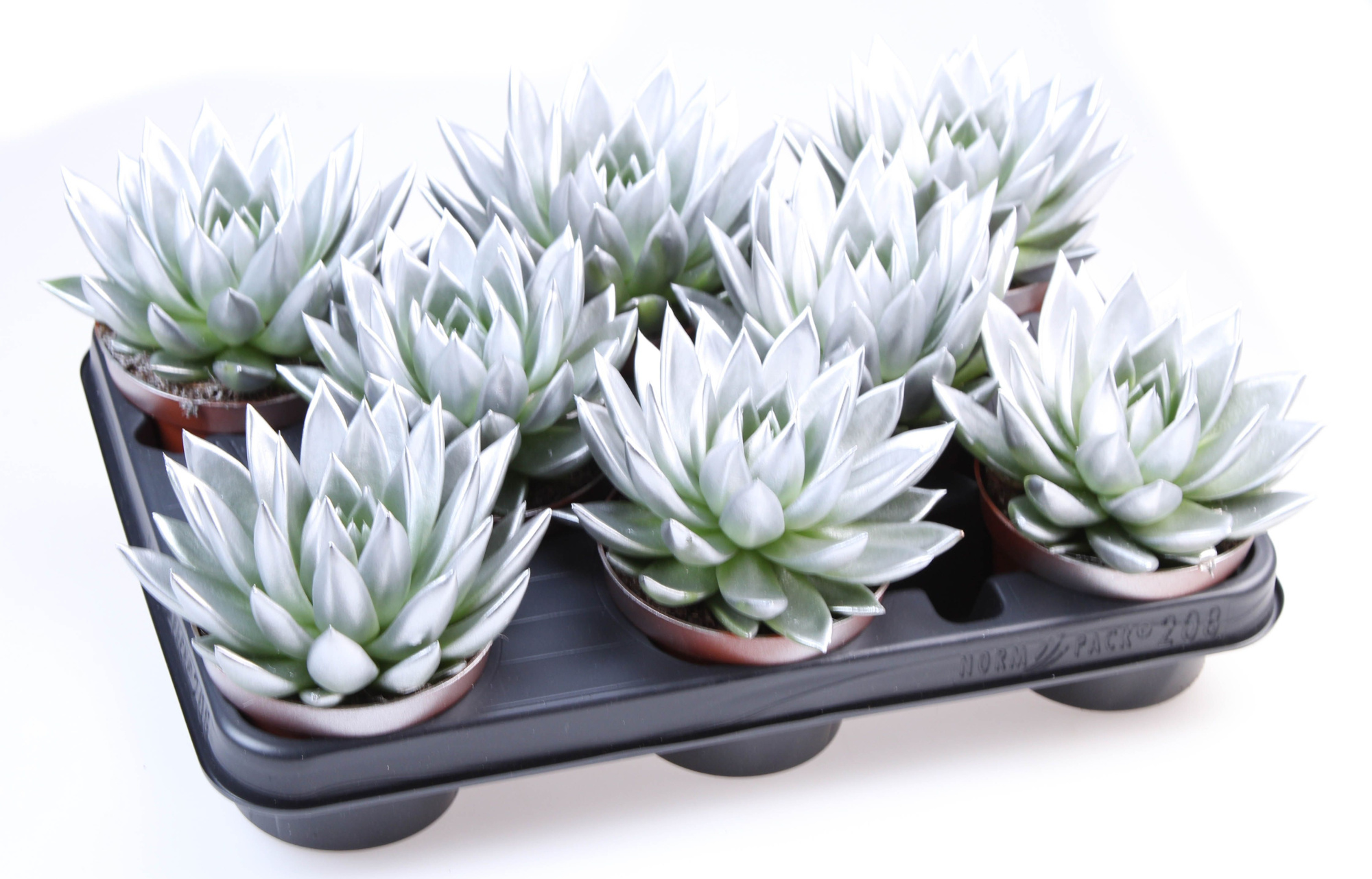 Rainbow silver, D 10,5