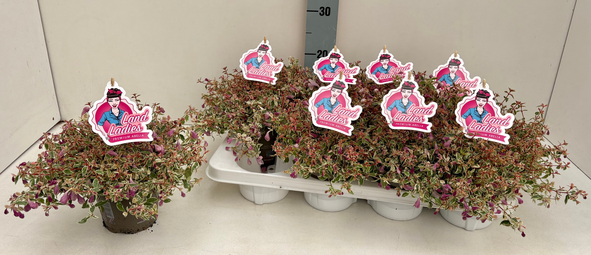 Abelia Swirly Bells 13T NEW!!!, D 13 cm
