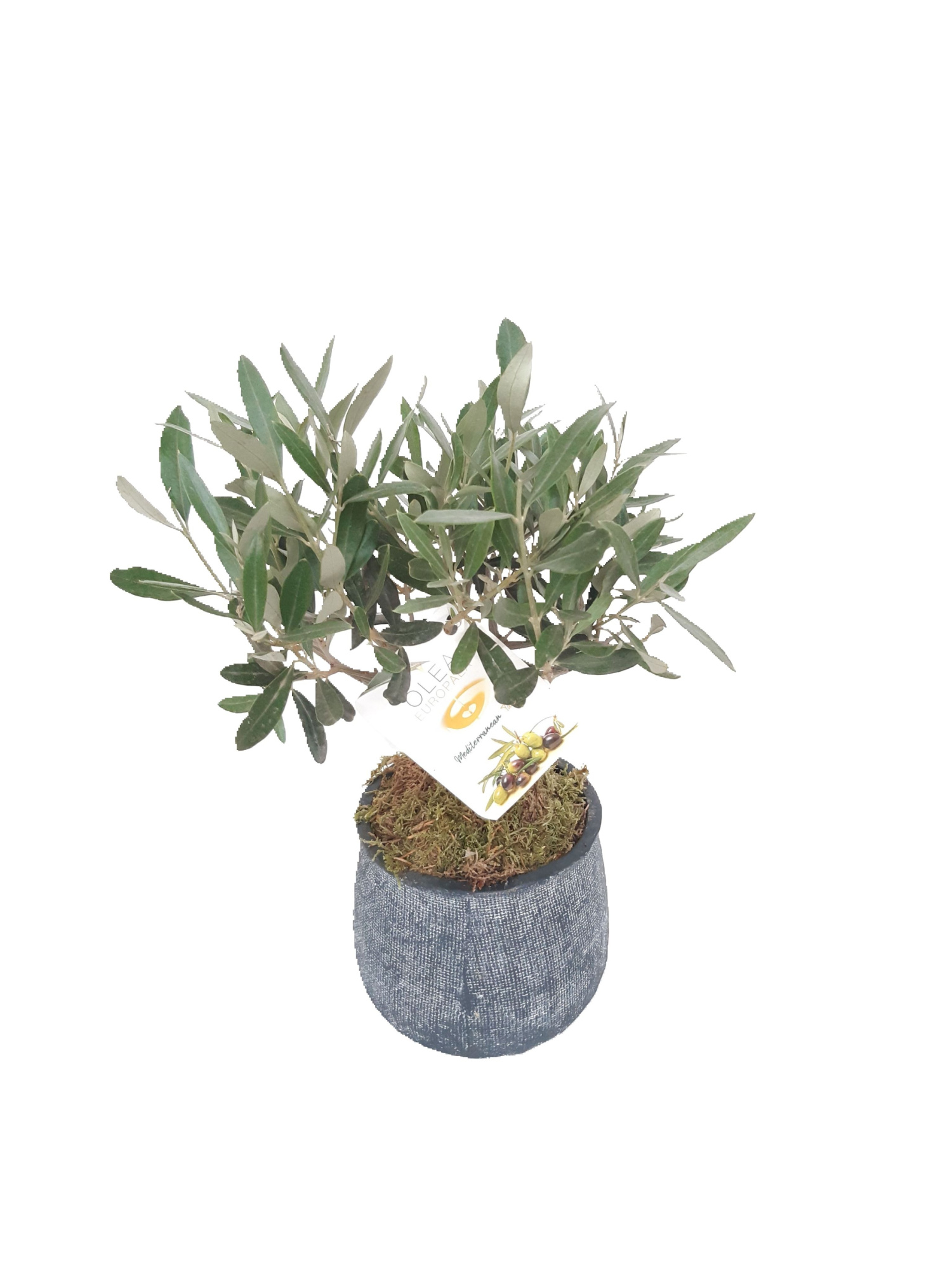 DKA13OLE Duke Pot Antraciet 13cm Olea Europaea Bush, D 13