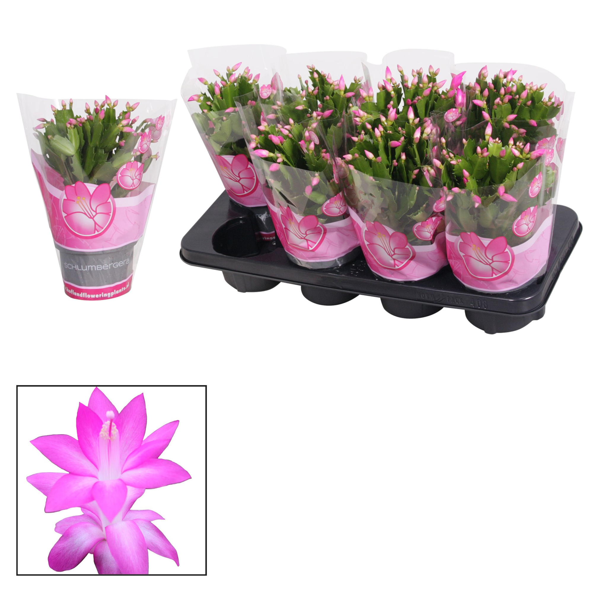 Schlumbergera - 13 cm - Pink (Cyber), D 13 cm