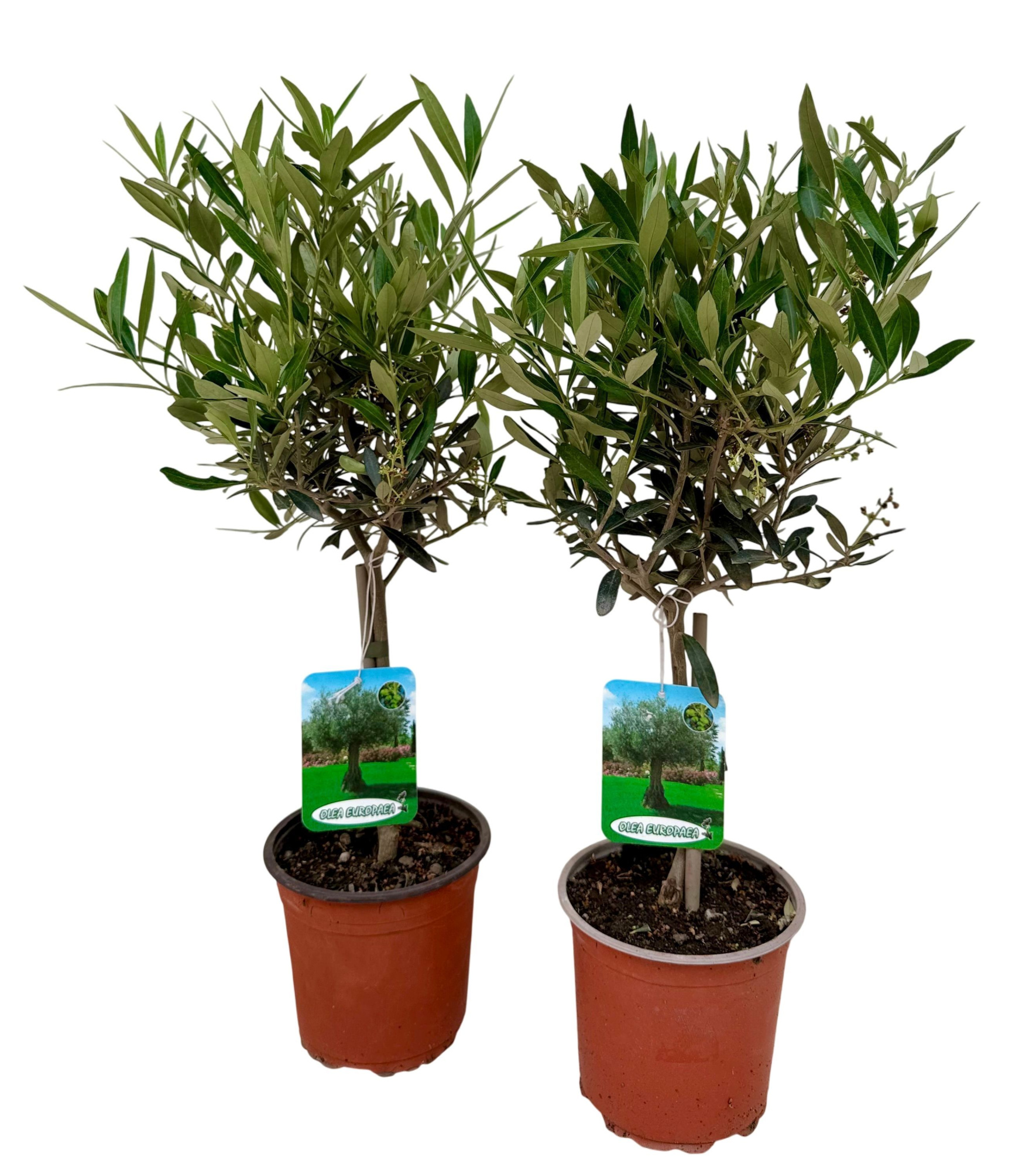 Olea europea P15 stam, D 15 cm