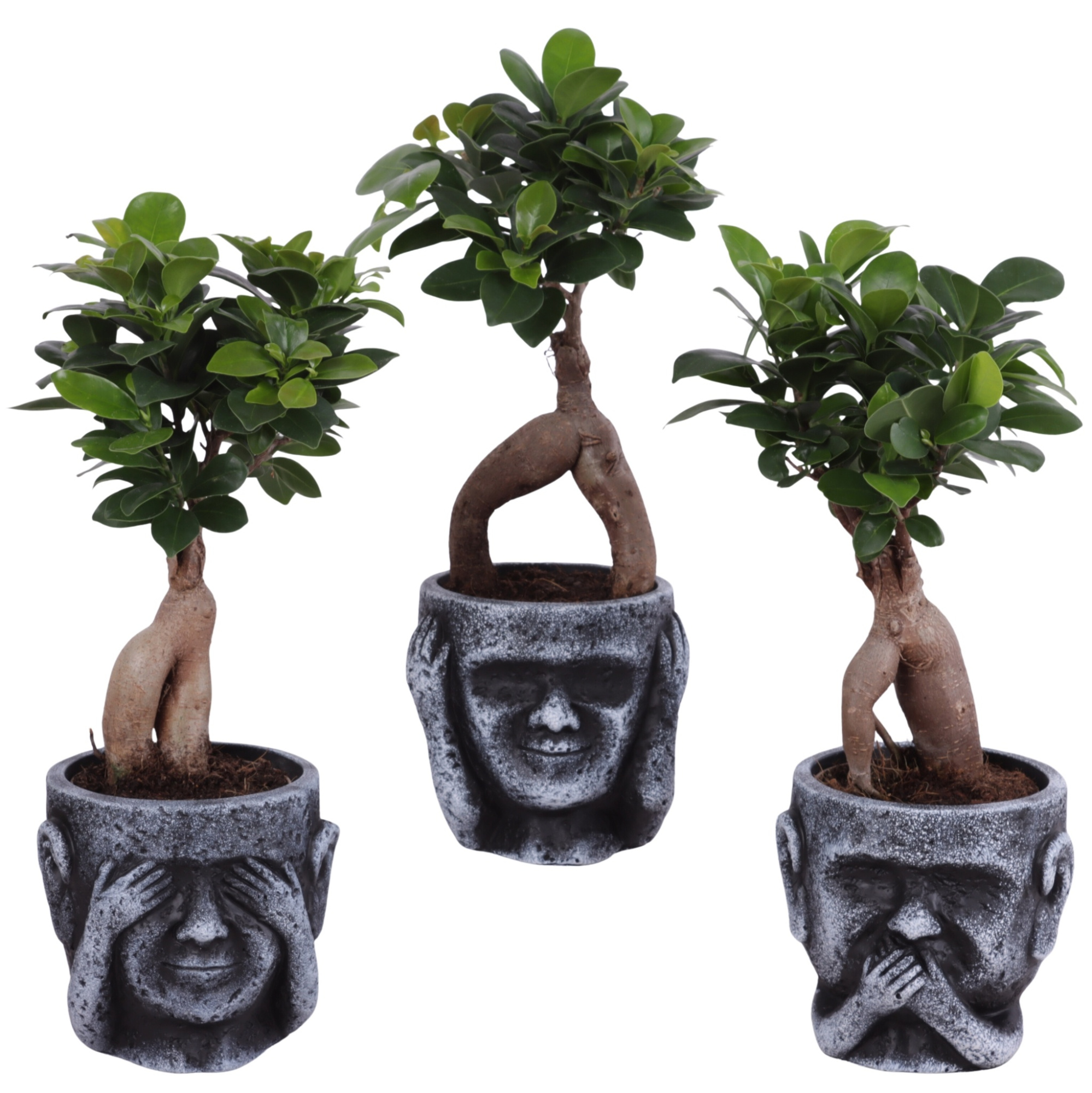 Ficus m. Ginseng Ball Shape Ø09cm in Ceramic pot Ø12cm, D 12