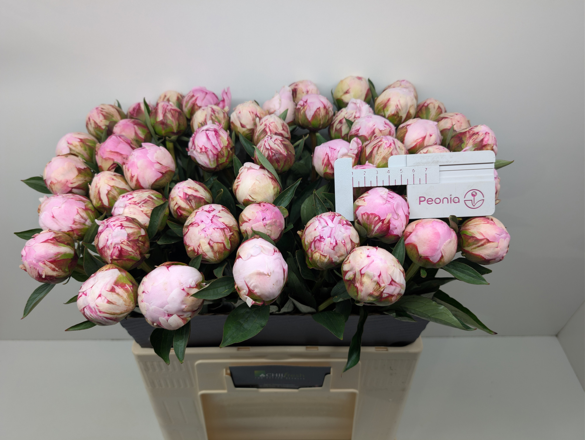 Пион Сара Бернар 60, шт.