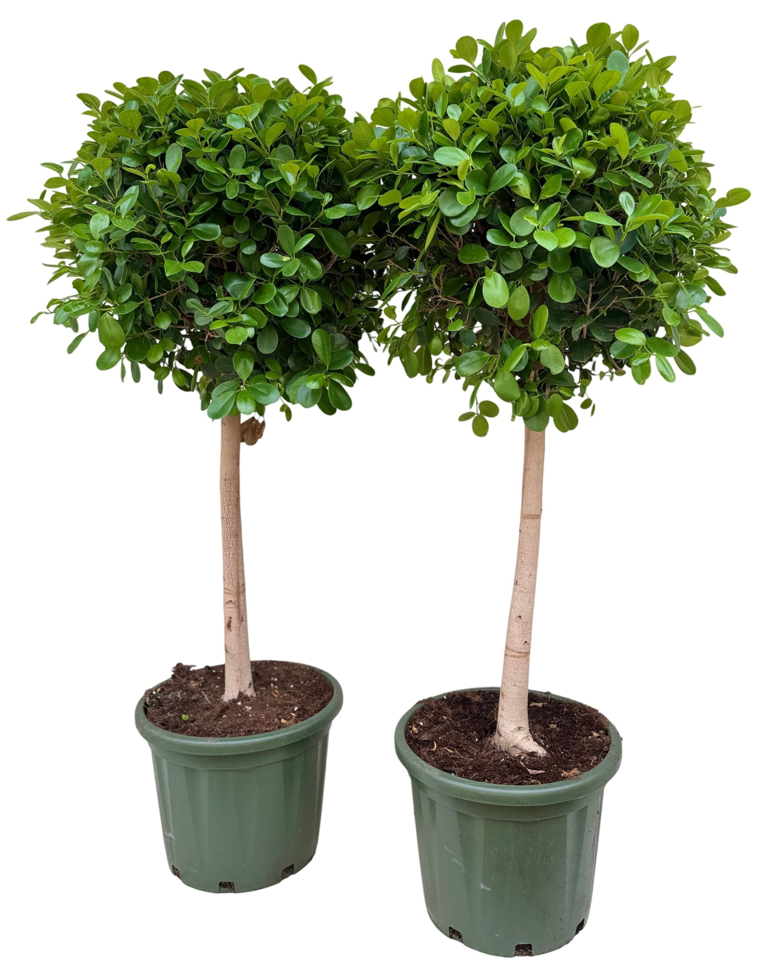 Ficus microcarpa moclame P40, D 40 cm
