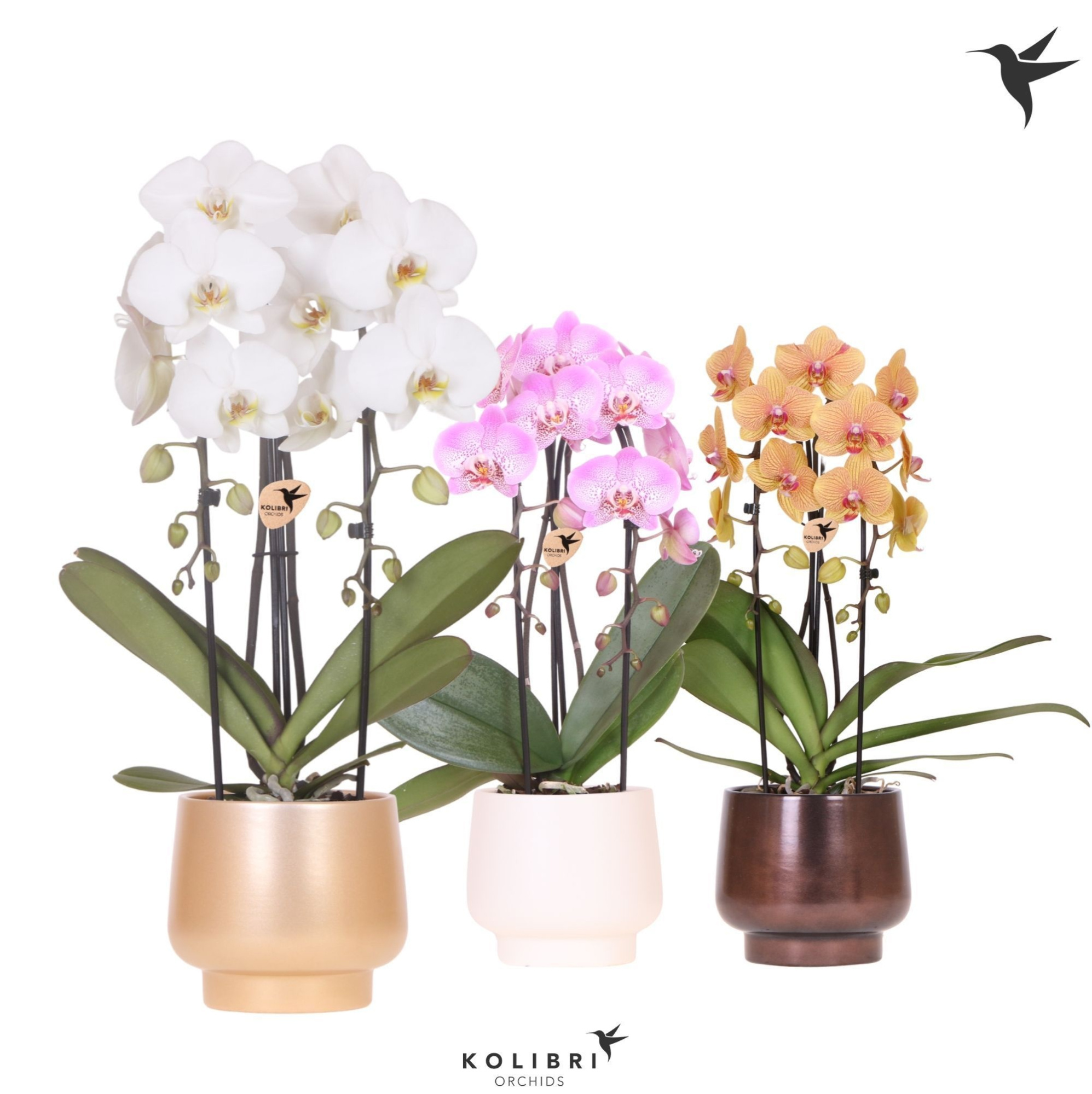 Kolibri Orchids Cascade Niagara Fall mix 2 spike in Scandic pot gold mix, D 12 cm