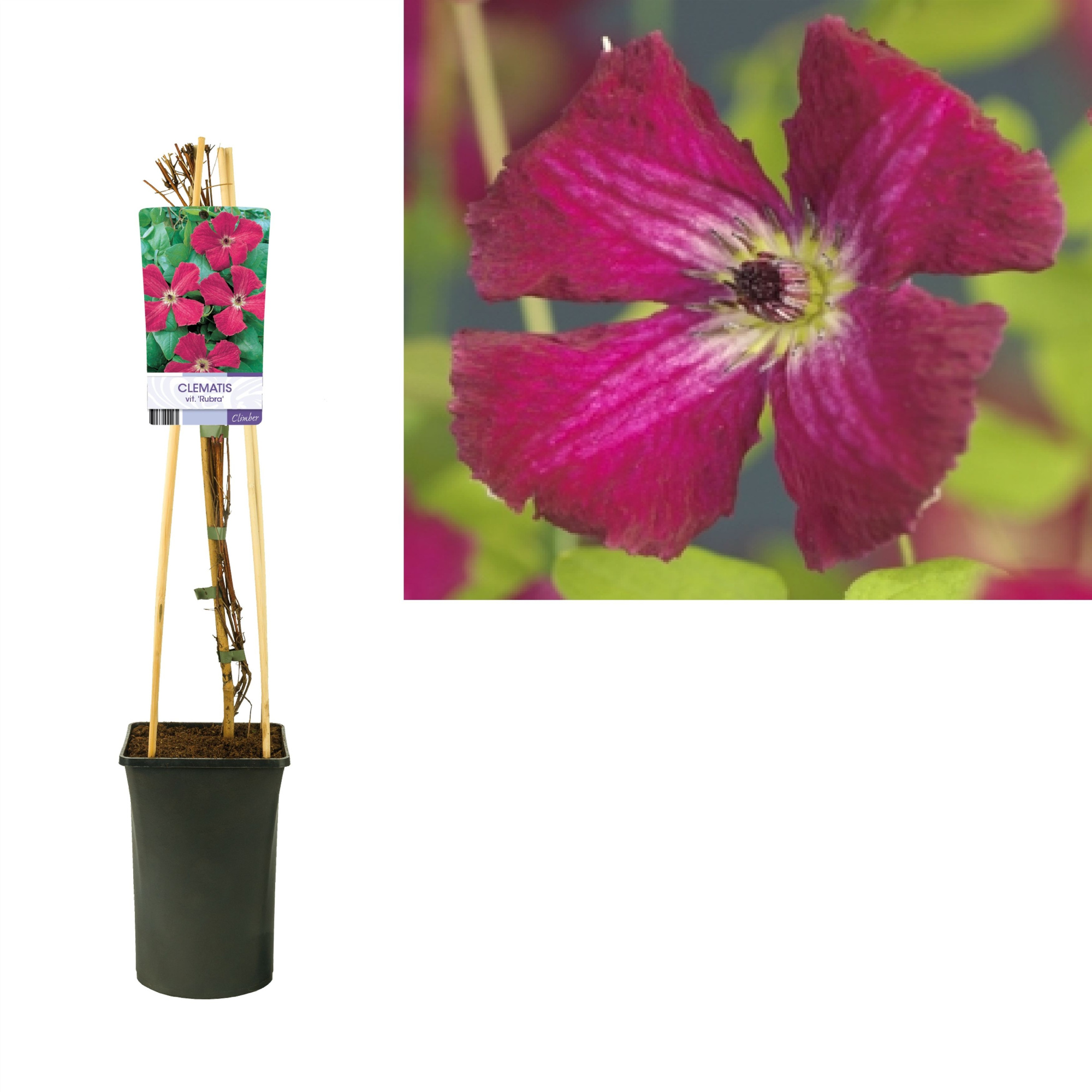 Clematis vit. 'Rubra' +light label, D 17 cm