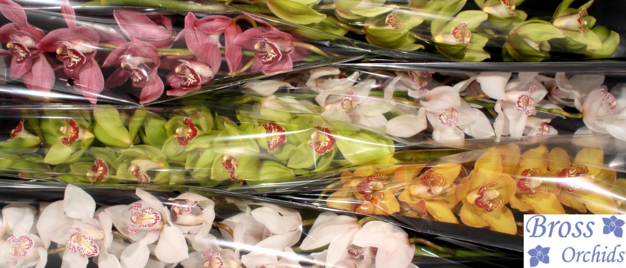 Цимбидиум Микс 80 x6, шт.