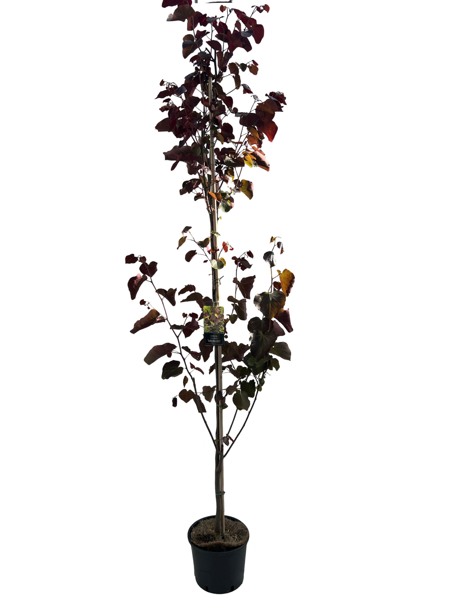Cercis can. Merlot 175-200 cm geveerd, D 27 cm