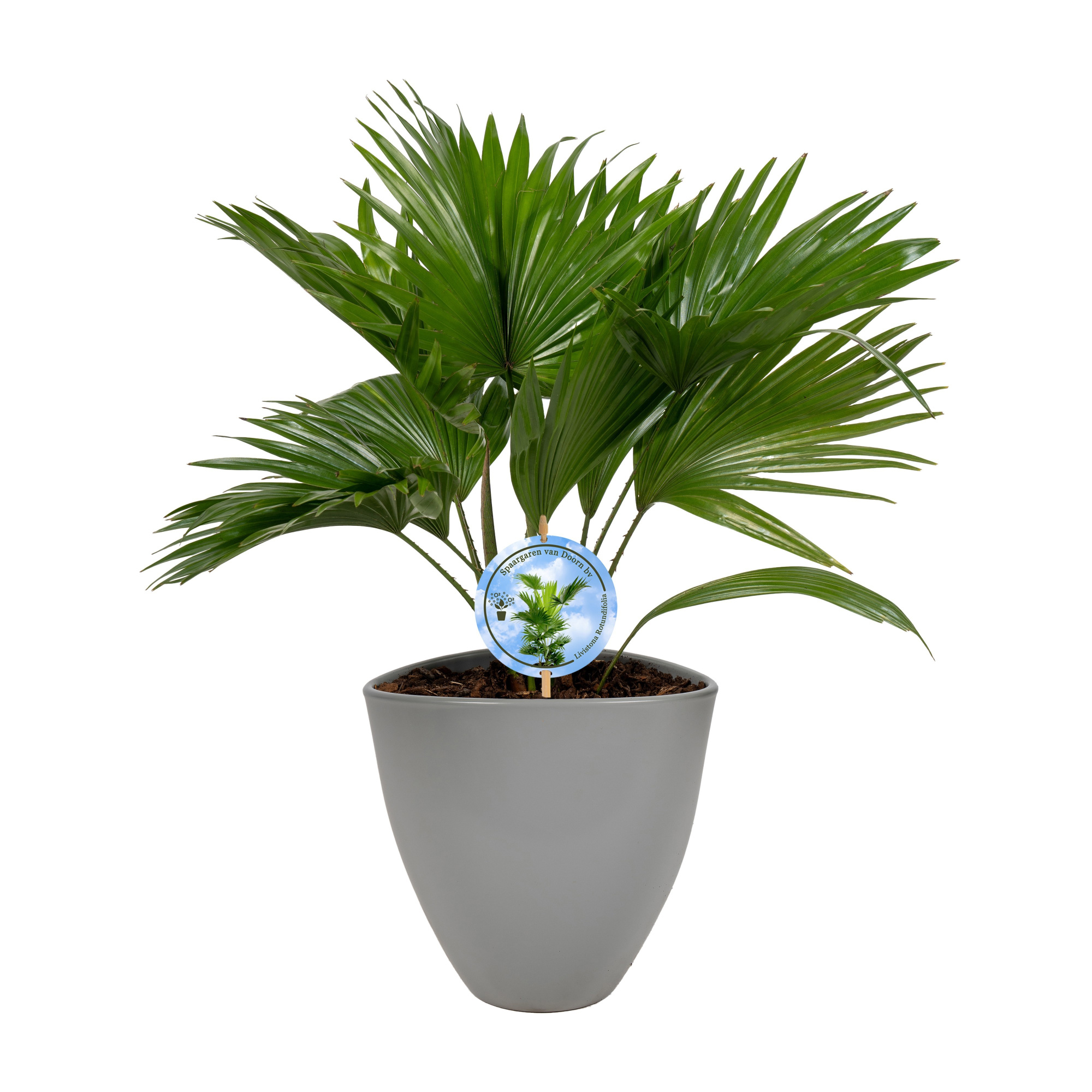 Livistona in avani grey pot aspd Disk etiket Lucht Zuiverend, D 22