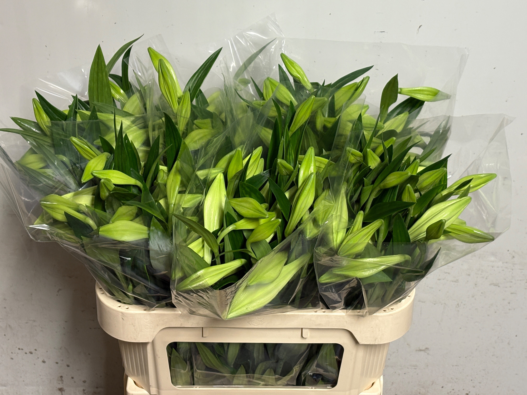 Лилия Вайт Хэвен 80, шт.