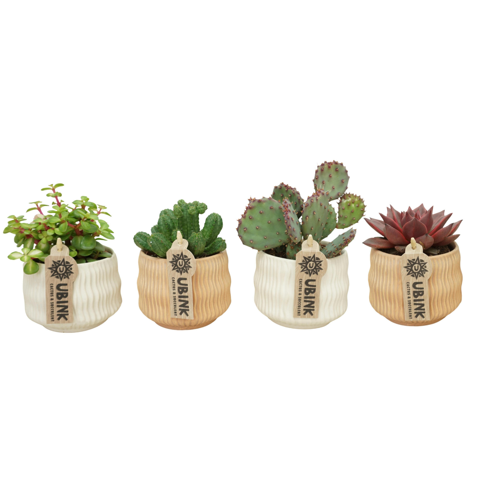 Cactus-Succulent mix in 10 cm 'Es Vedra' keramiek, D 8,5