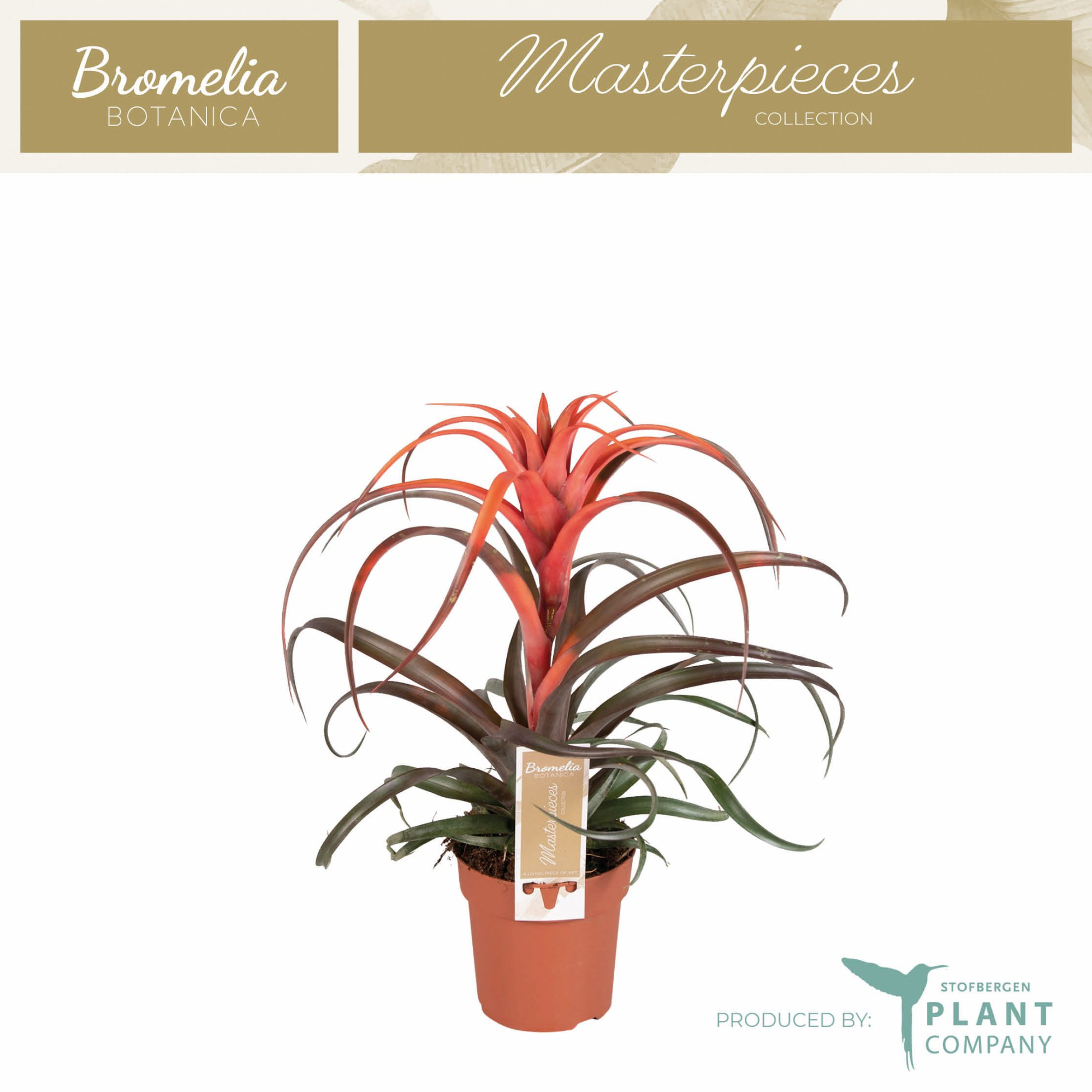 Tillandsia Capitata, D 12