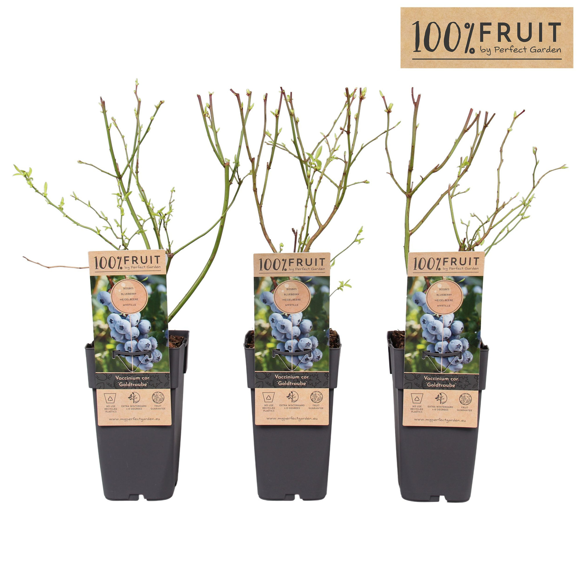 Vaccinium cor. Goldtraube 71 P15, D 15 cm