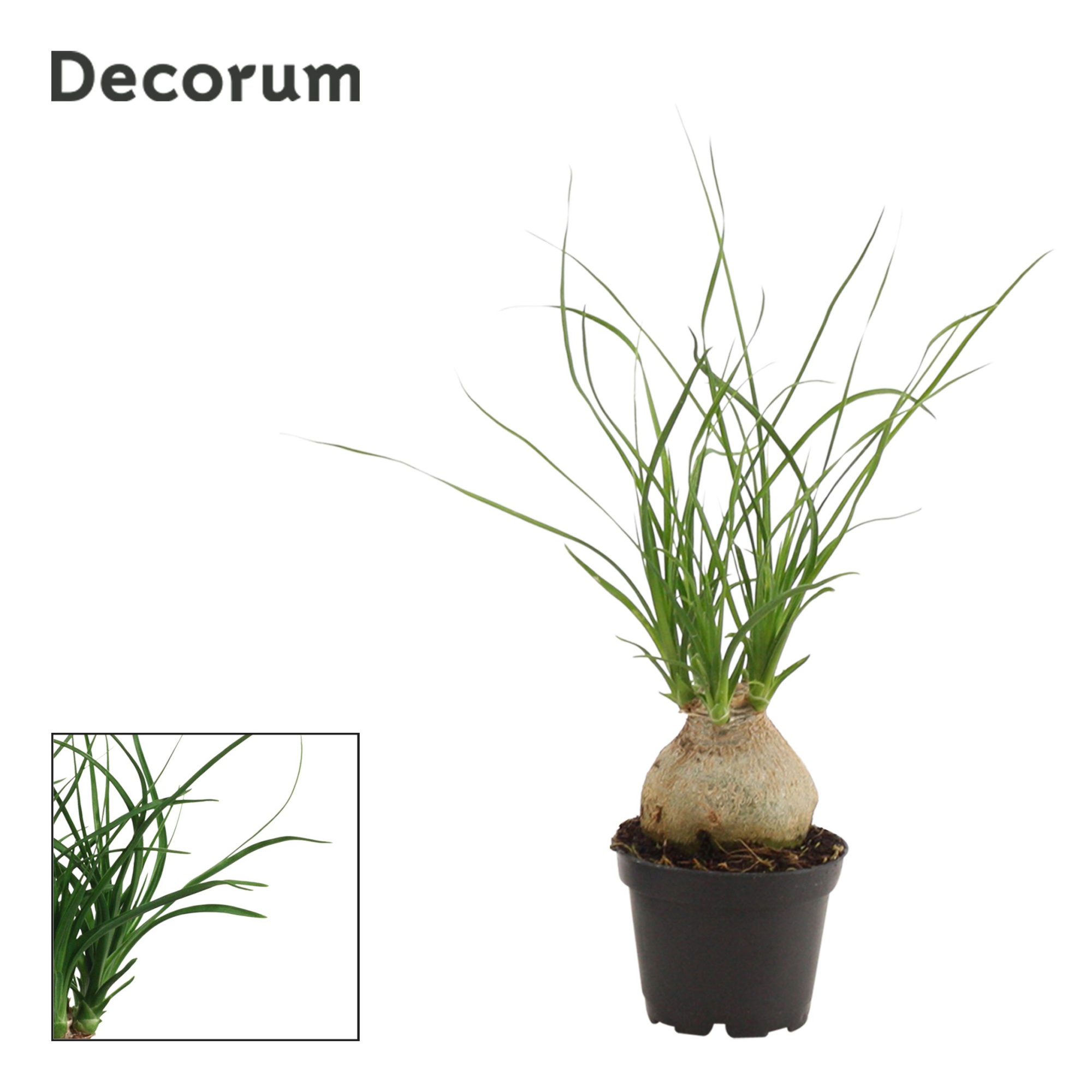Beaucarnea bol 6 cm (Decorum), D 6 cm