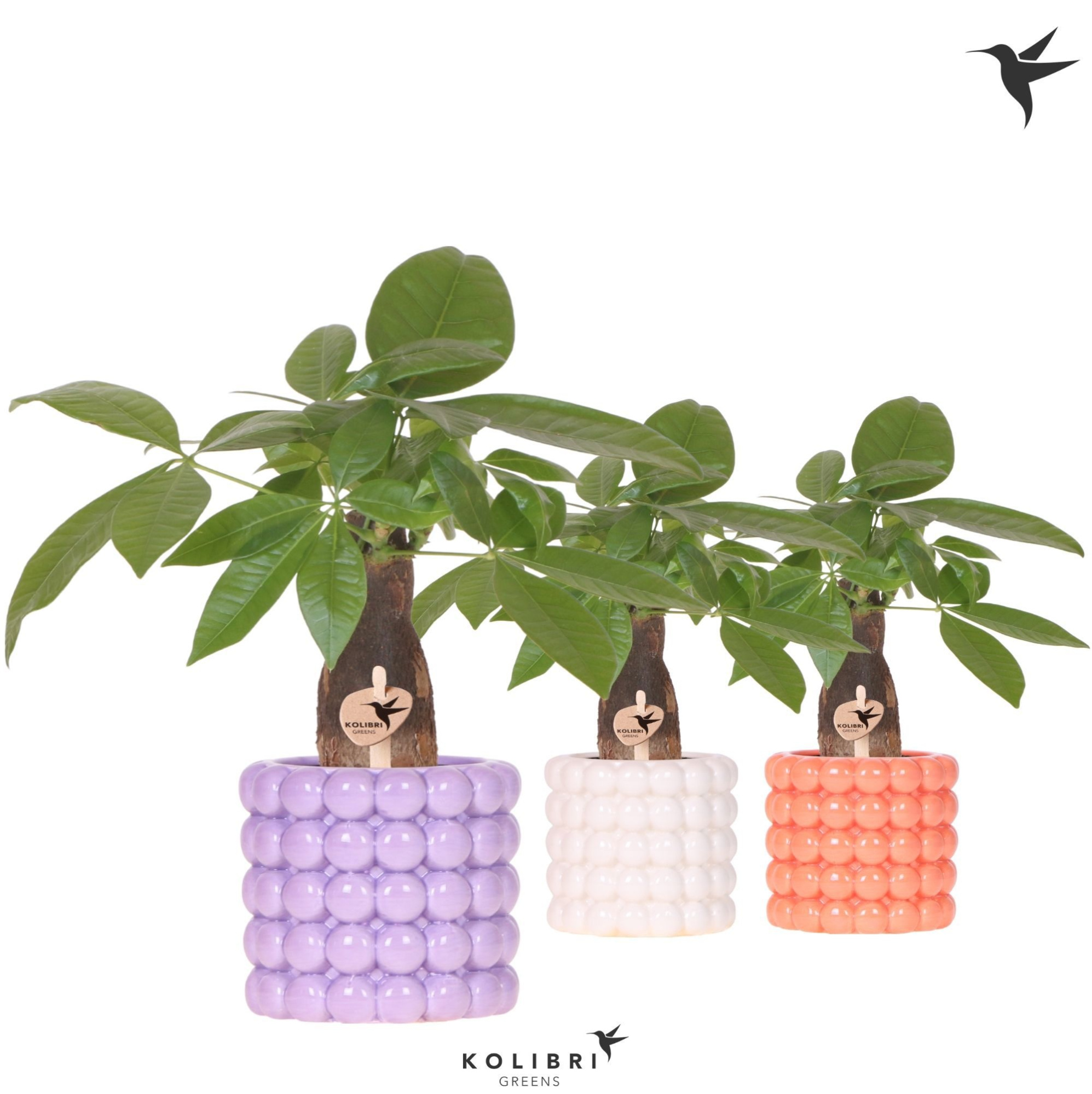 Kolibri Greens Pachira in Poppy pot mix, D 9 cm