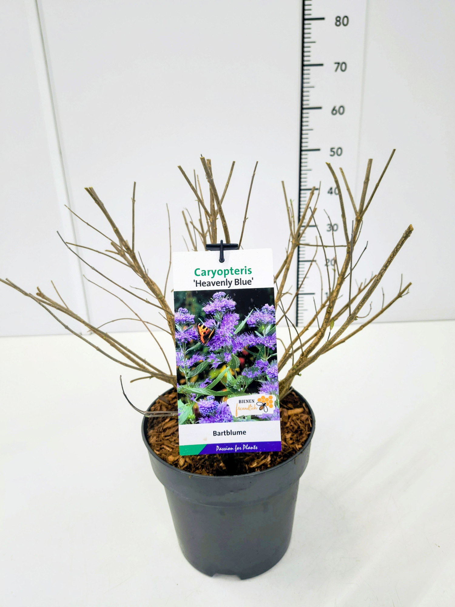 Caryopteris cland. 'Heavenly Blue' C5, D 23 cm