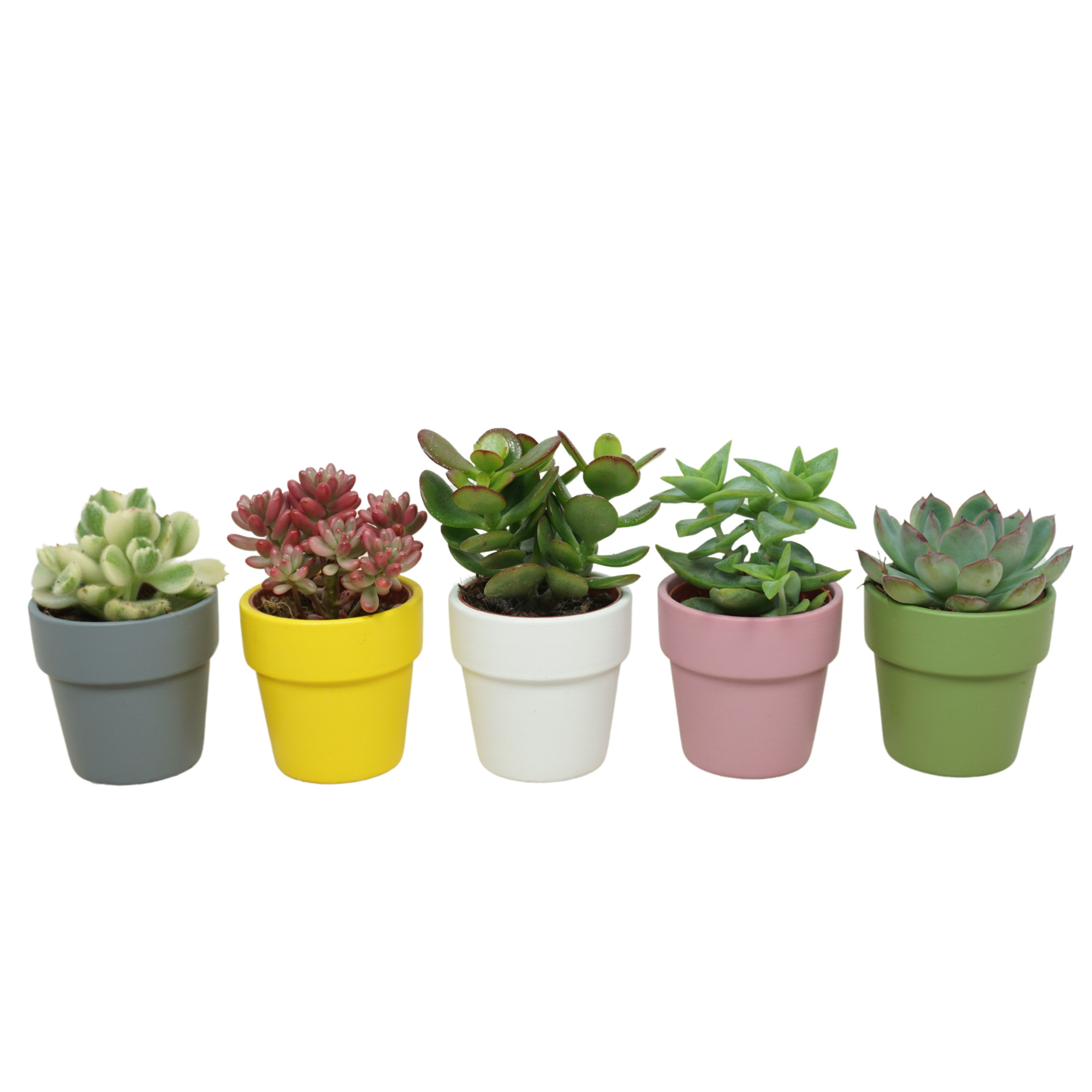 Succulenten mix in 6 cm 'Durango Kraagpot', D 5,5