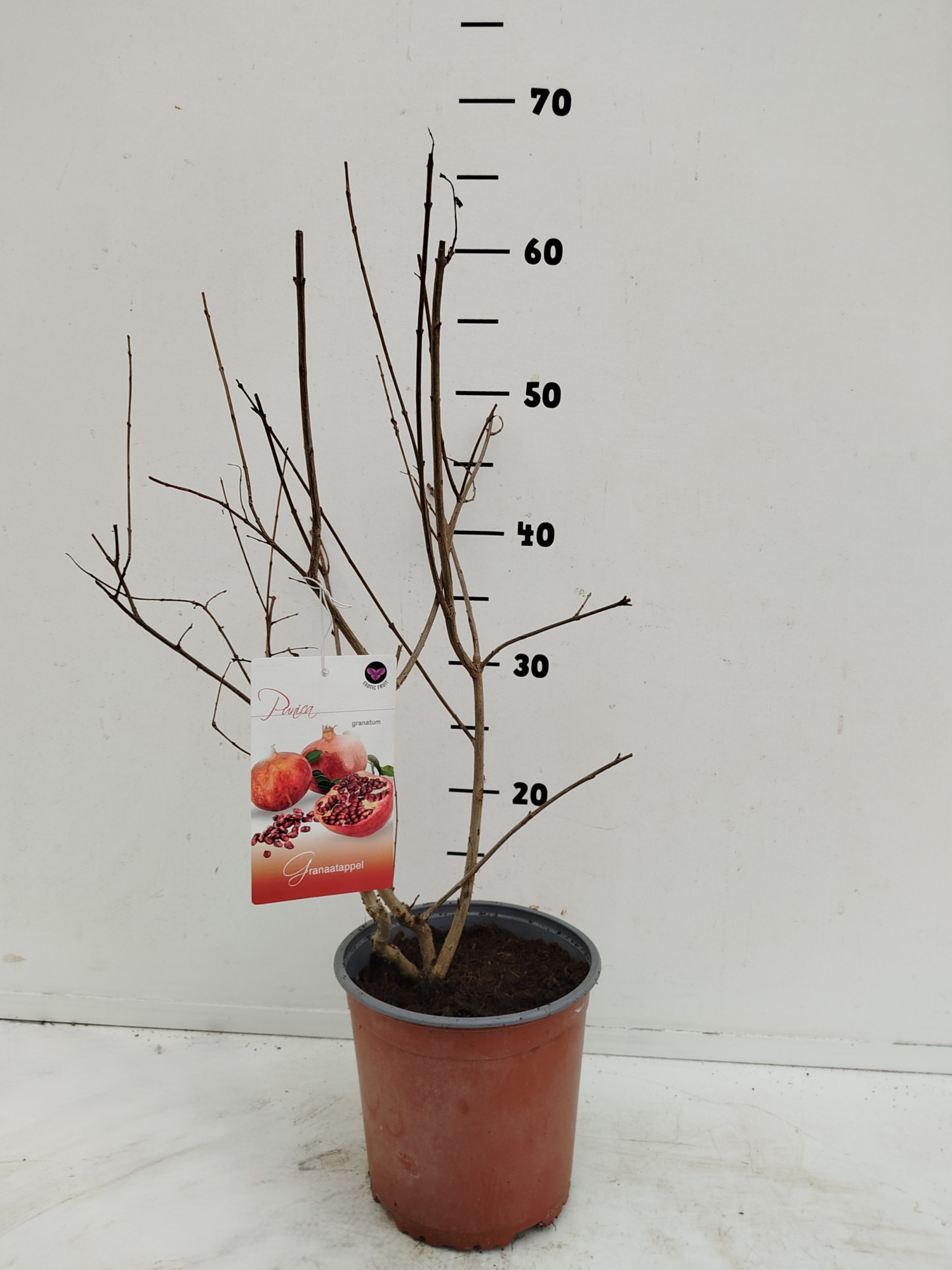 Punica granatum, D 17