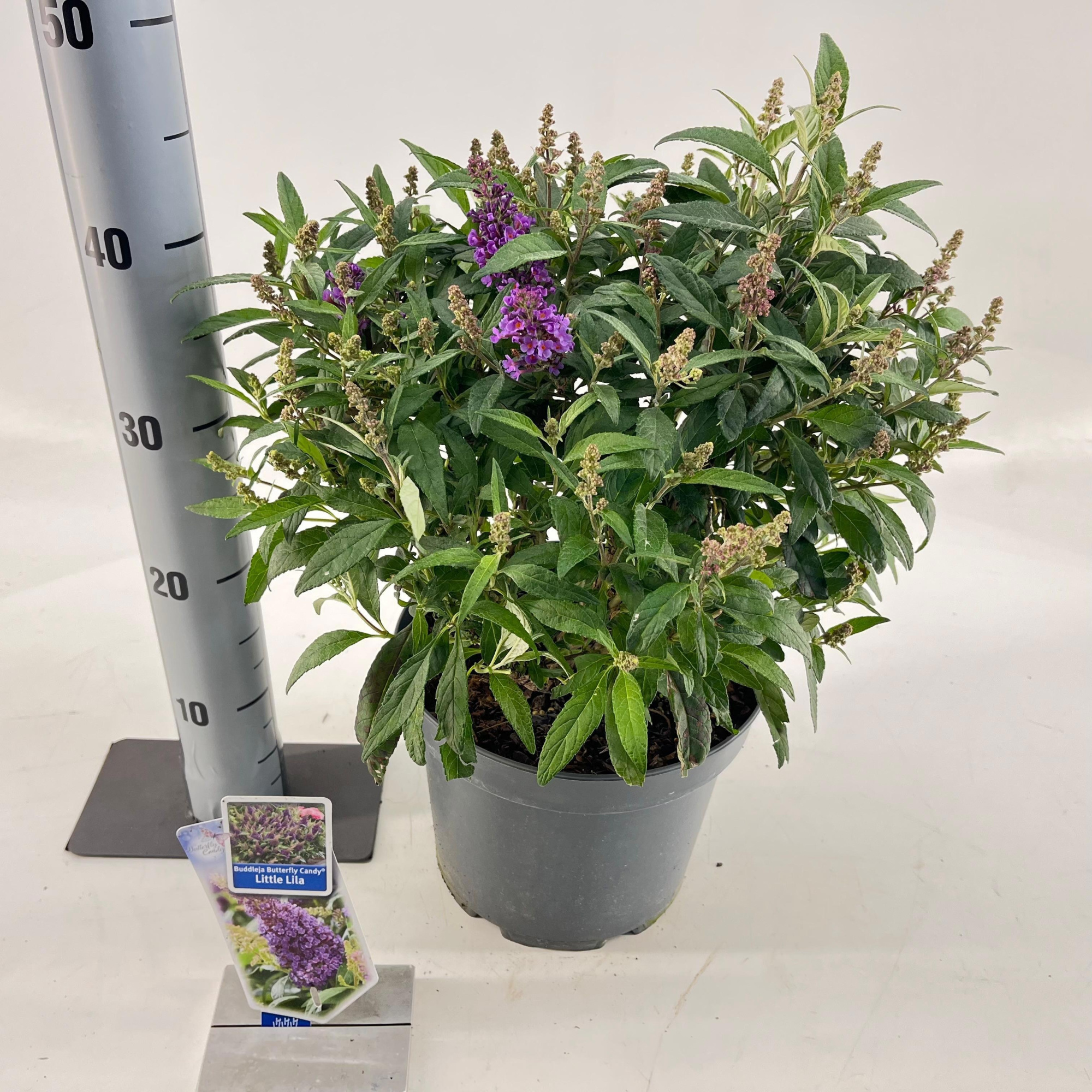 Buddleja d. Butt. Candy® Little Lila ('BotEx 004'PBR), D 23 cm