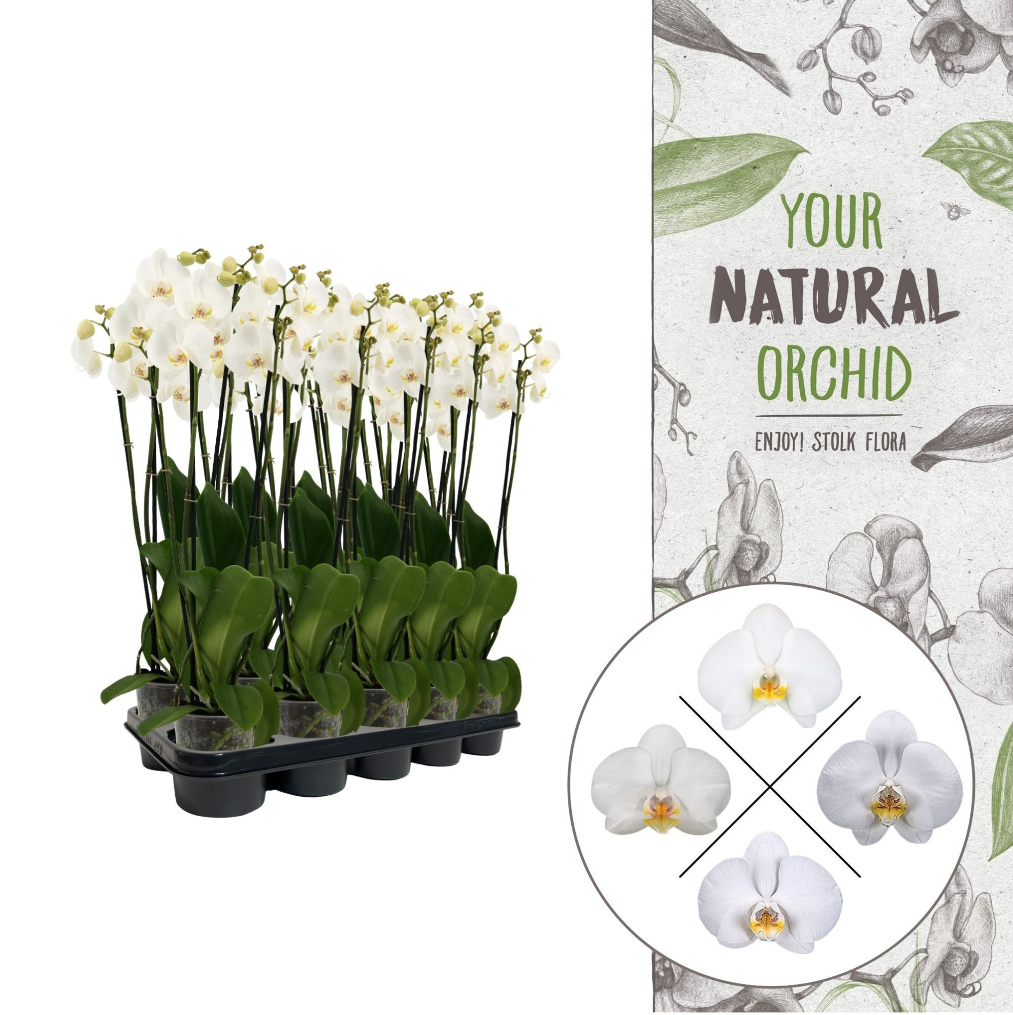 Your Natural Orchid | White 60/65cm | Phalaenopsis 4 spike, D 12
