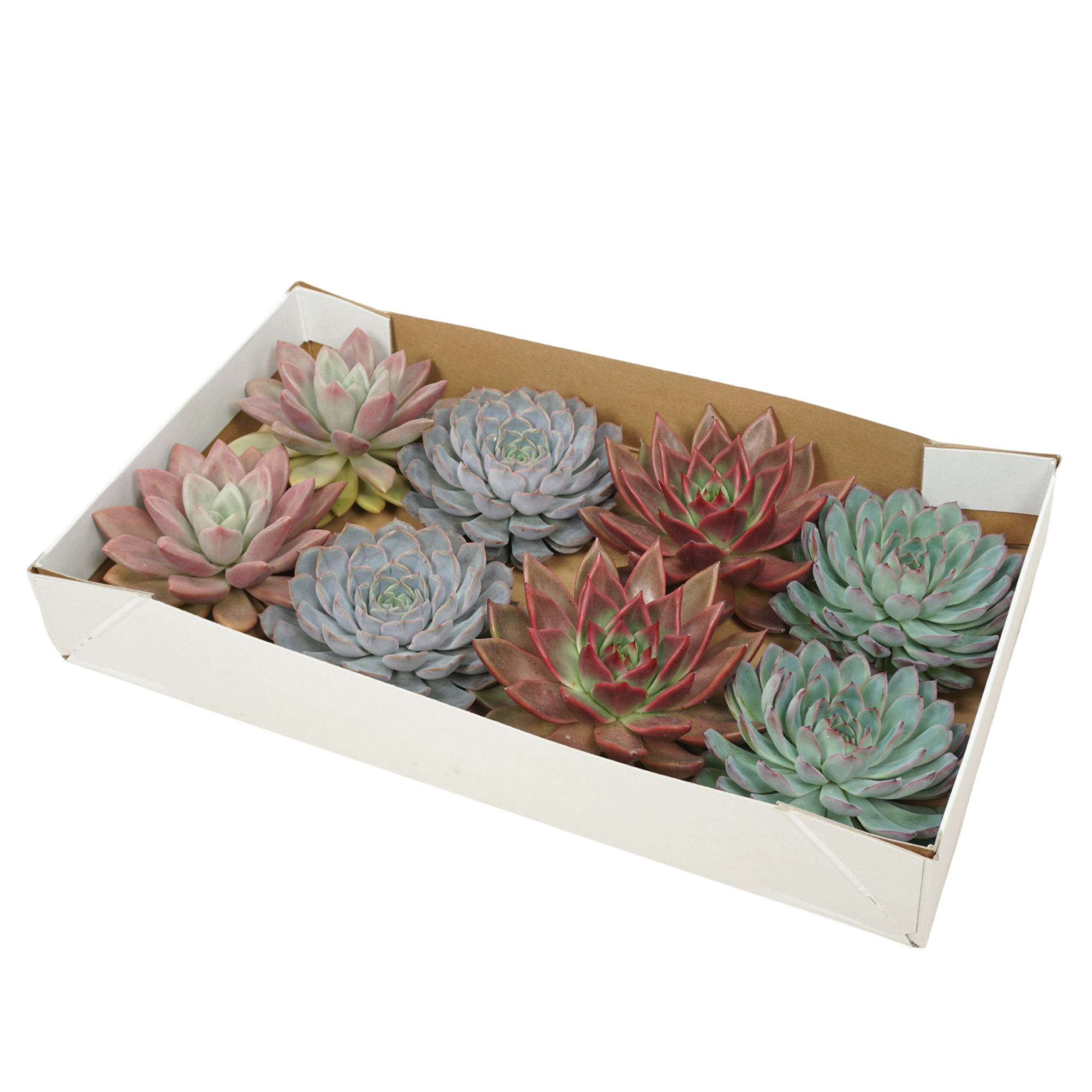Gesneden Echeveria mix 13-14 cm (Zonder deksel), D 13 cm