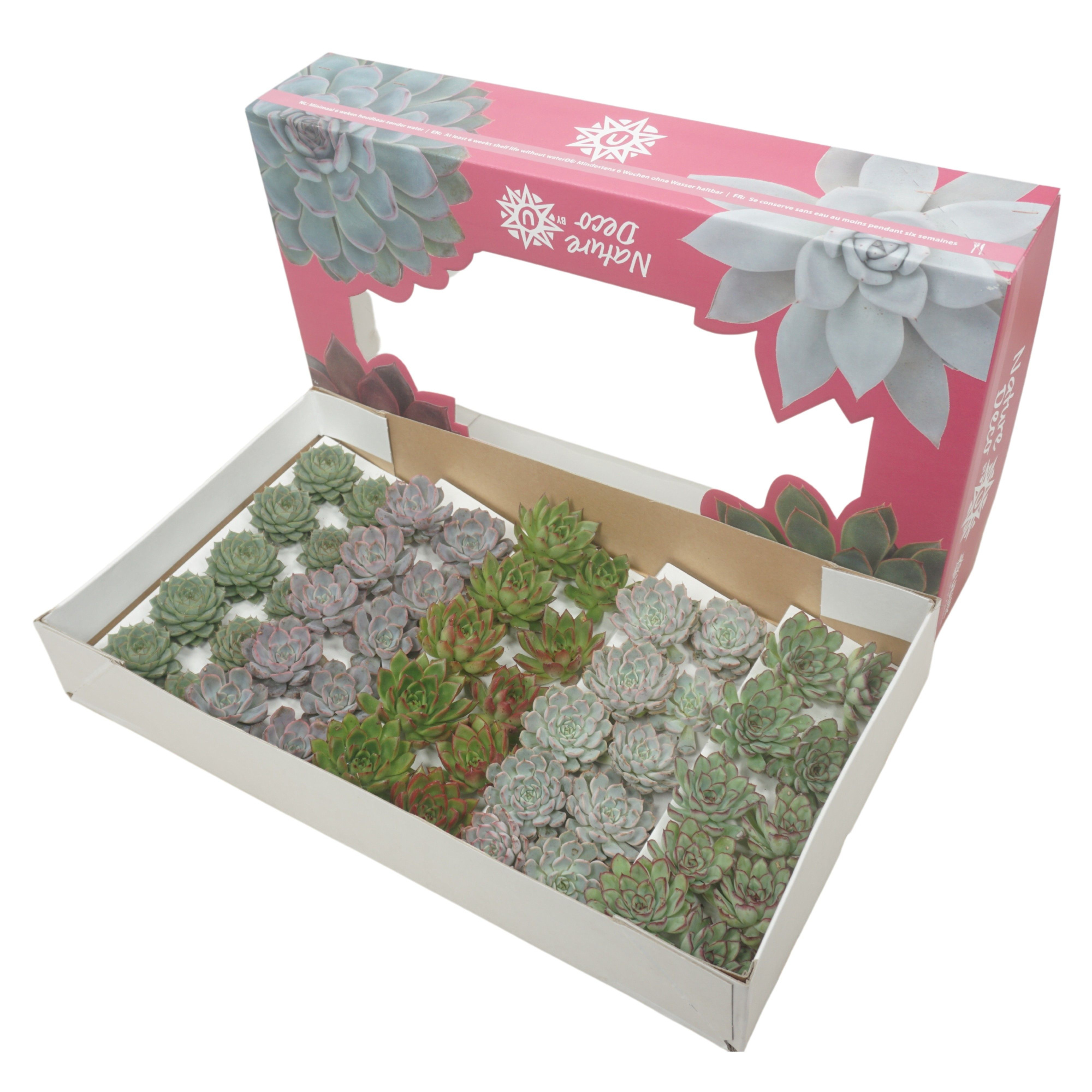 Gesneden echeveria mix 5-7 cm Nature deco, D 5,5 cm