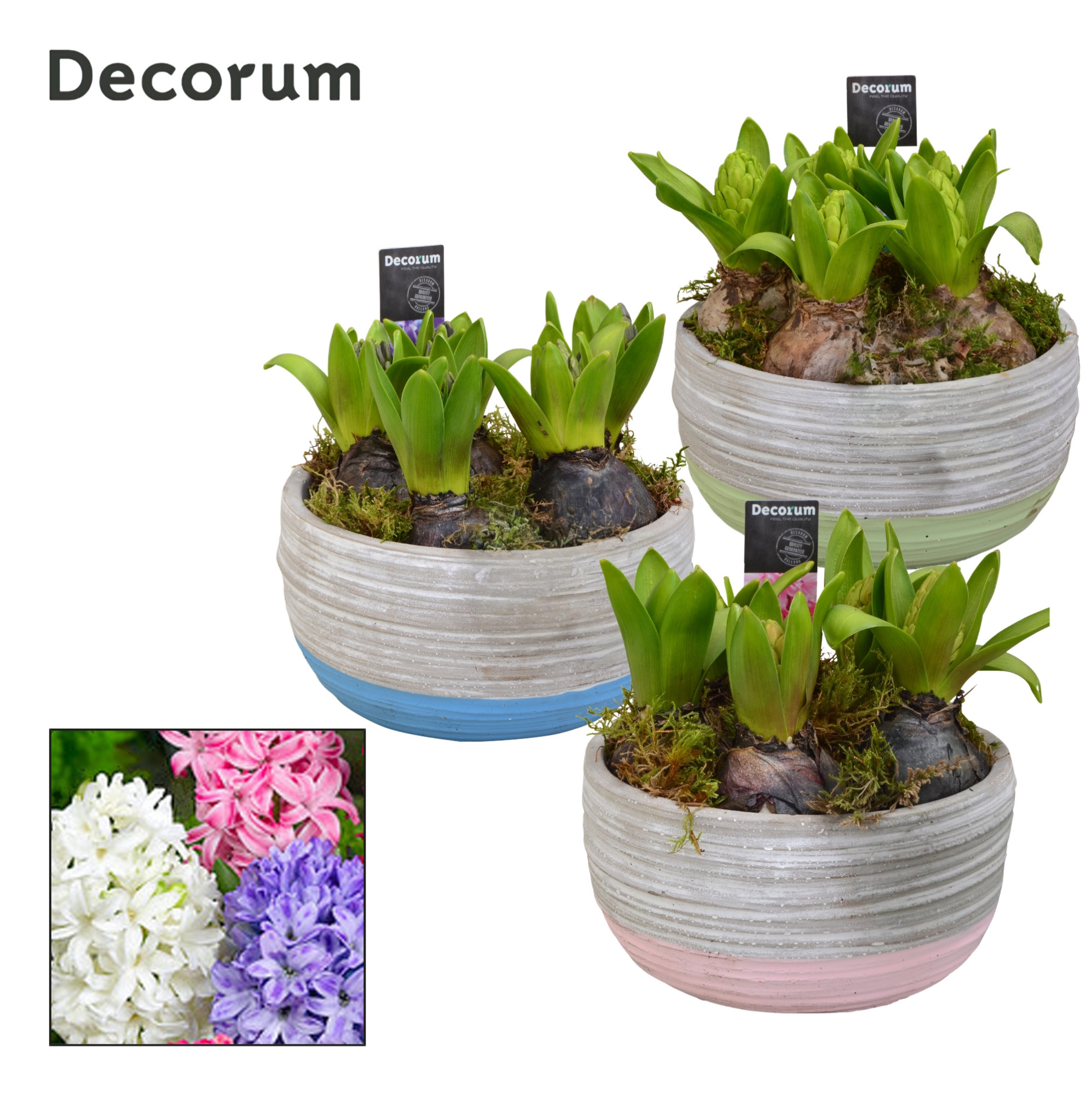 Hyacint Pastel Schaal HL19493 [LOVELY COLORS], D 16