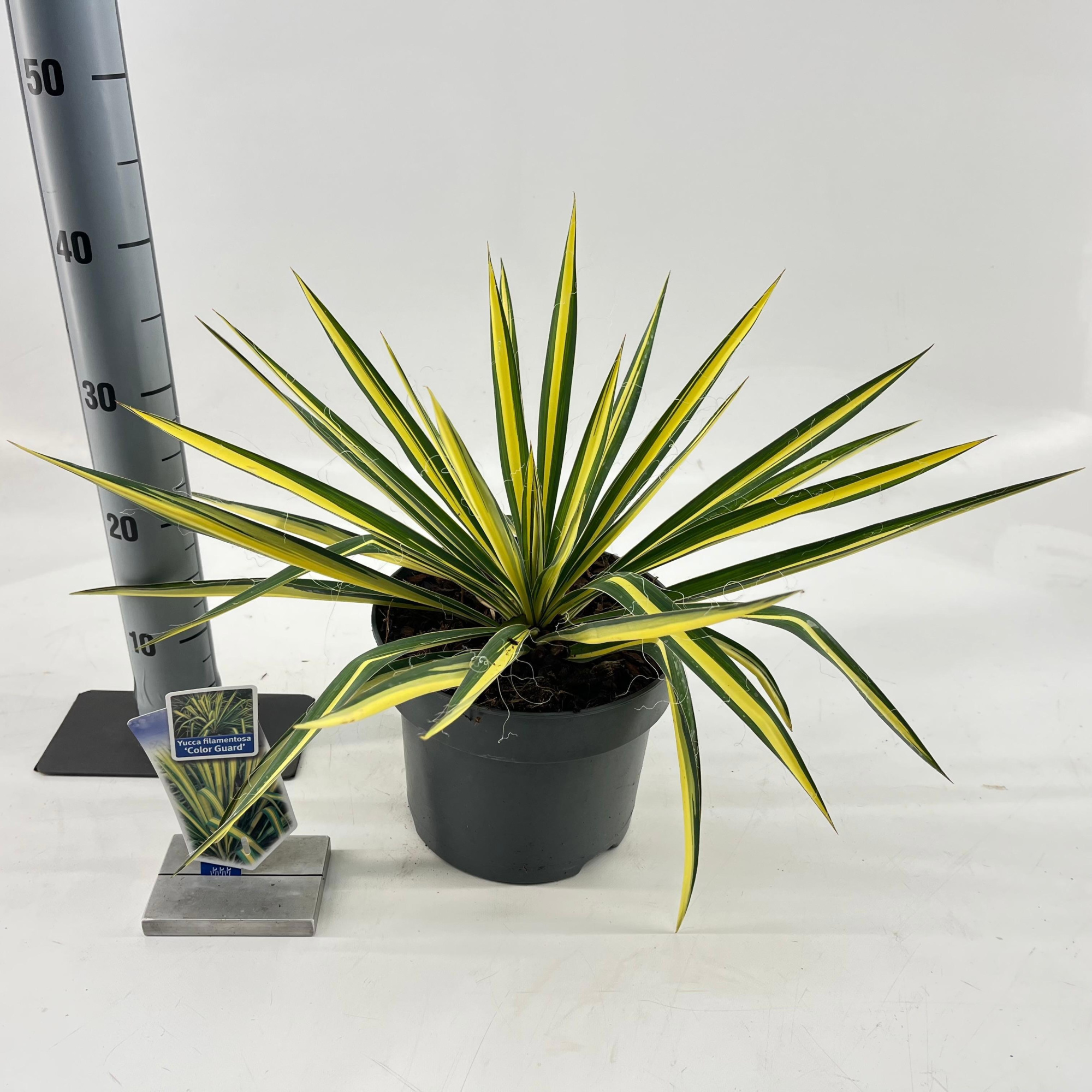 Yucca filamentosa 'Color Guard', D 23