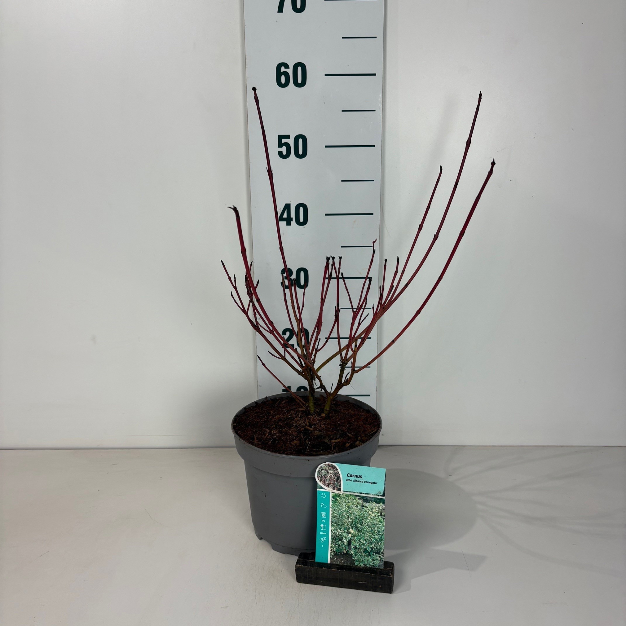 Cornus alba Sibirica Variegata, D 20