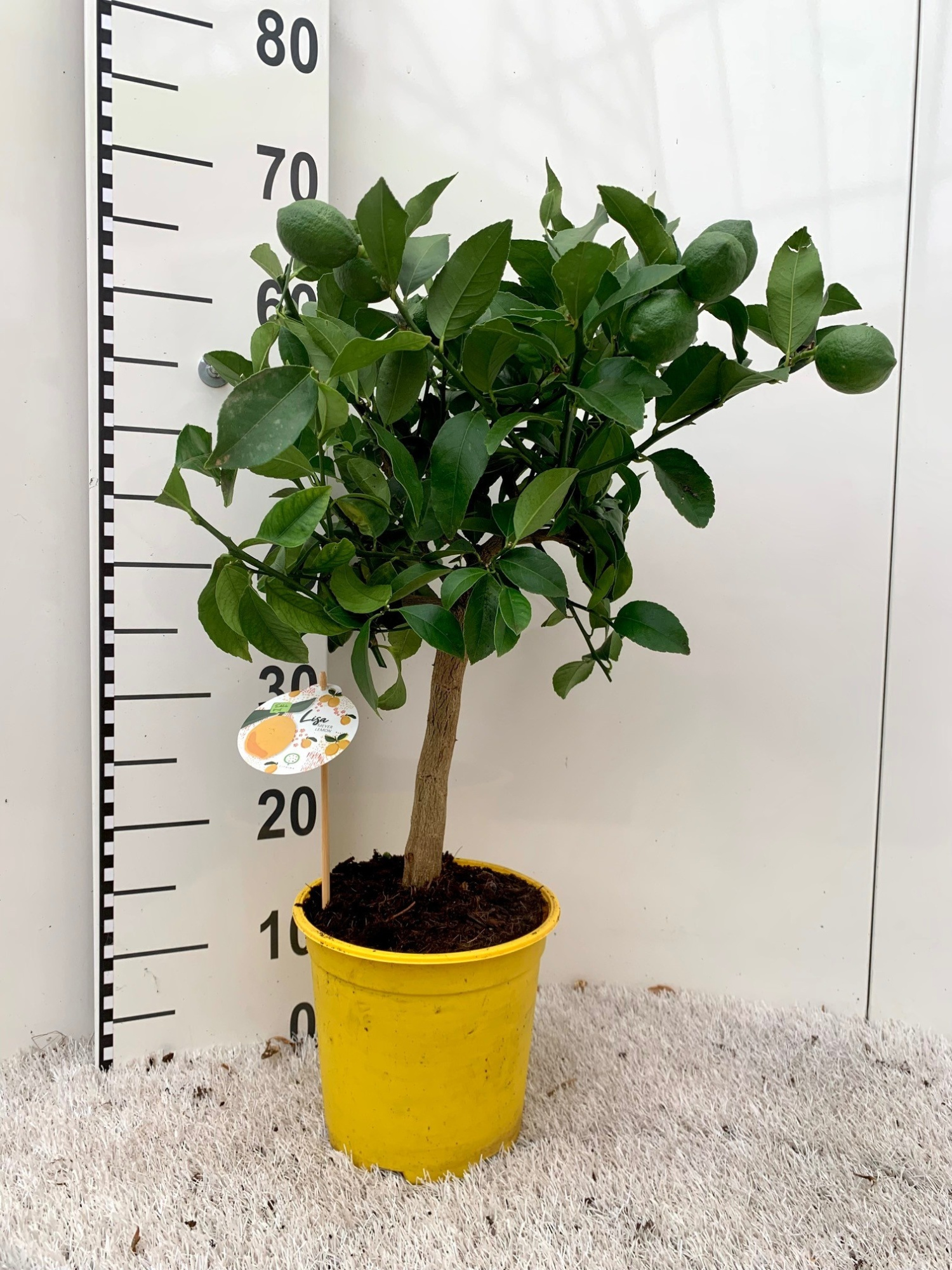 Citrus meyeri Lemon on stem, D 19 cm