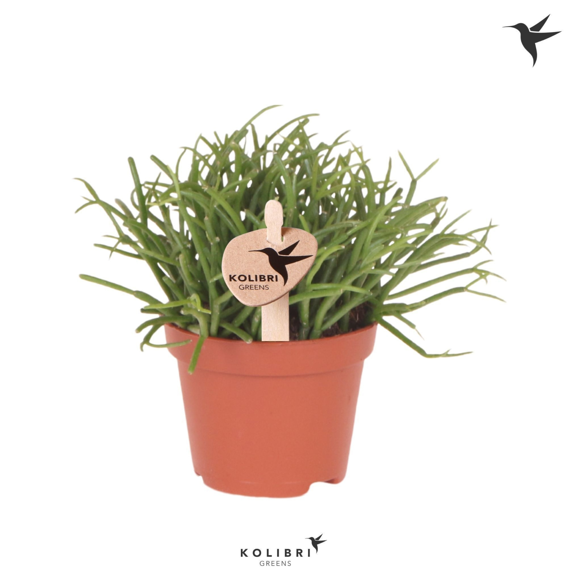 Kolibri Greens Rhipsalis Cassutha Oasis, D 6 cm