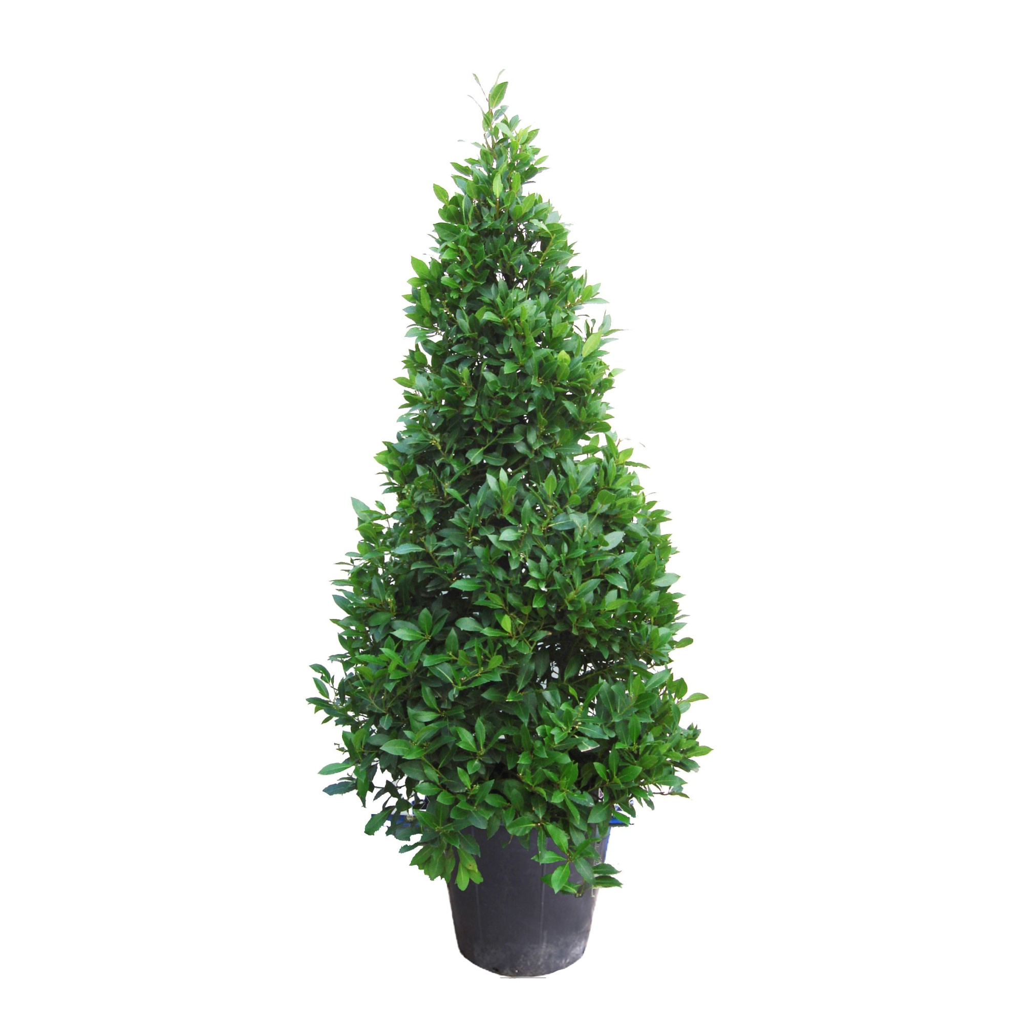 Laurus nobilis Piramide, D 40 cm