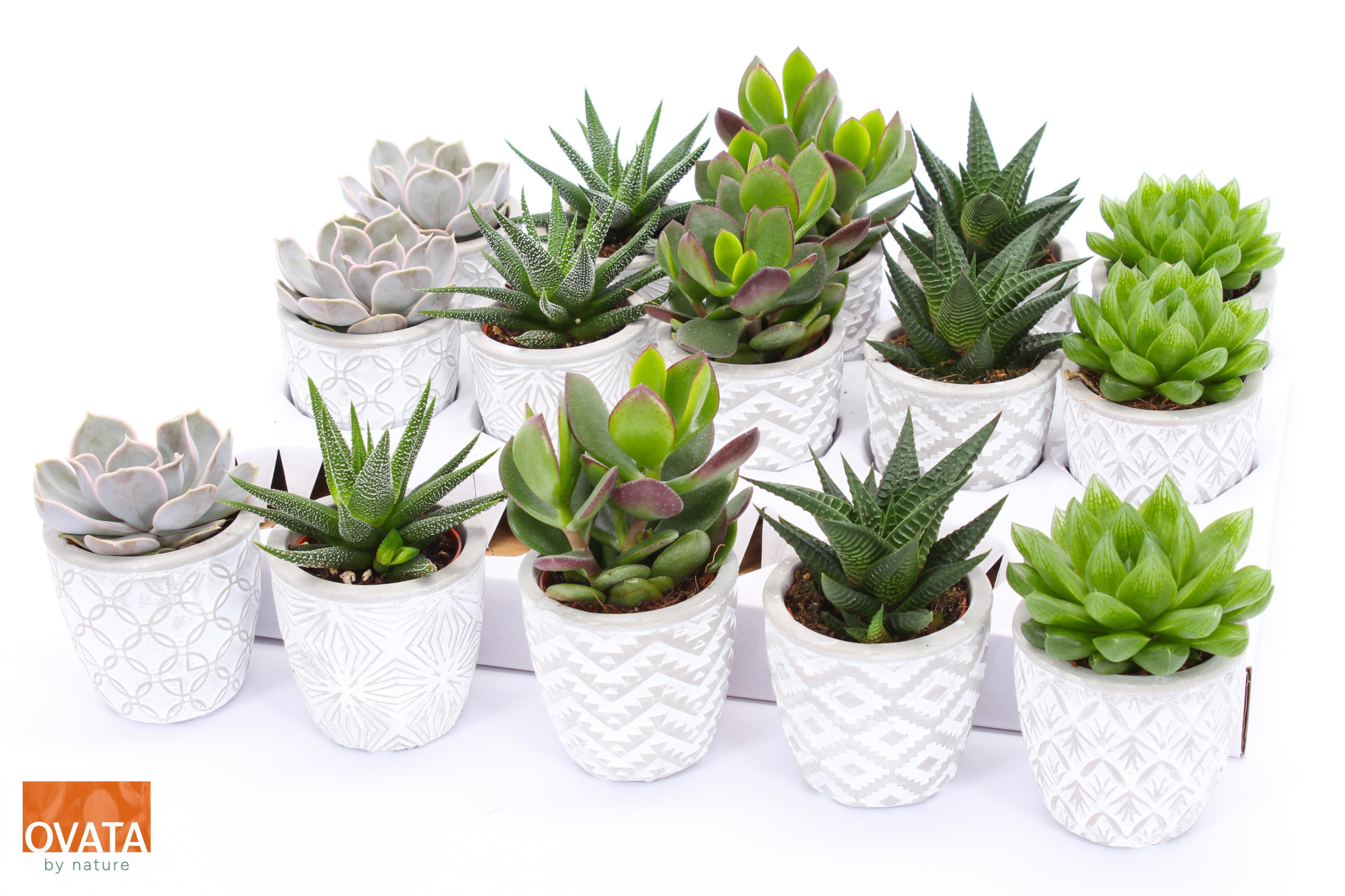 Succulent mix in Stockholm 7 PD - NON CITES, D 7