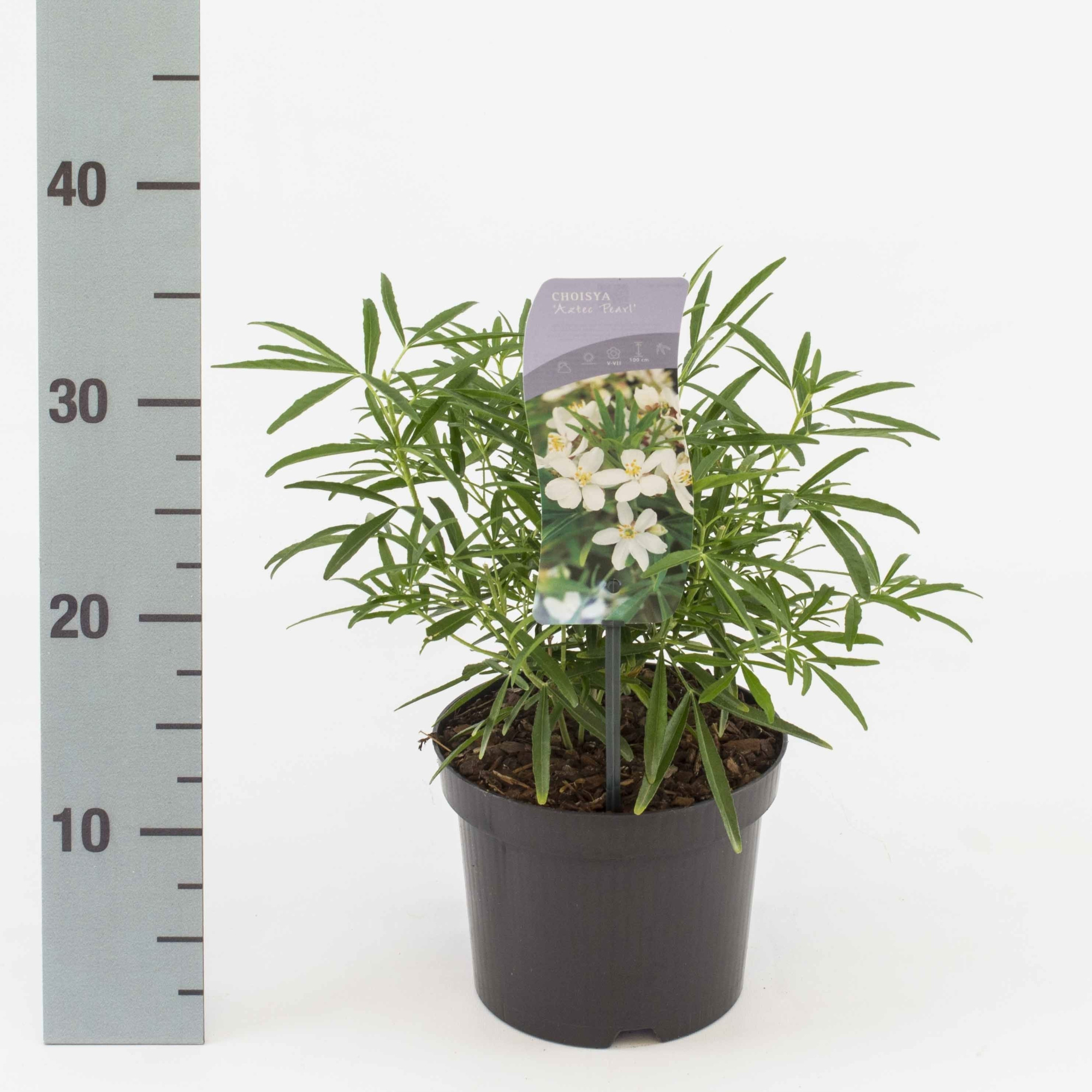 Choisya 'Aztec Pearl', D 17 cm