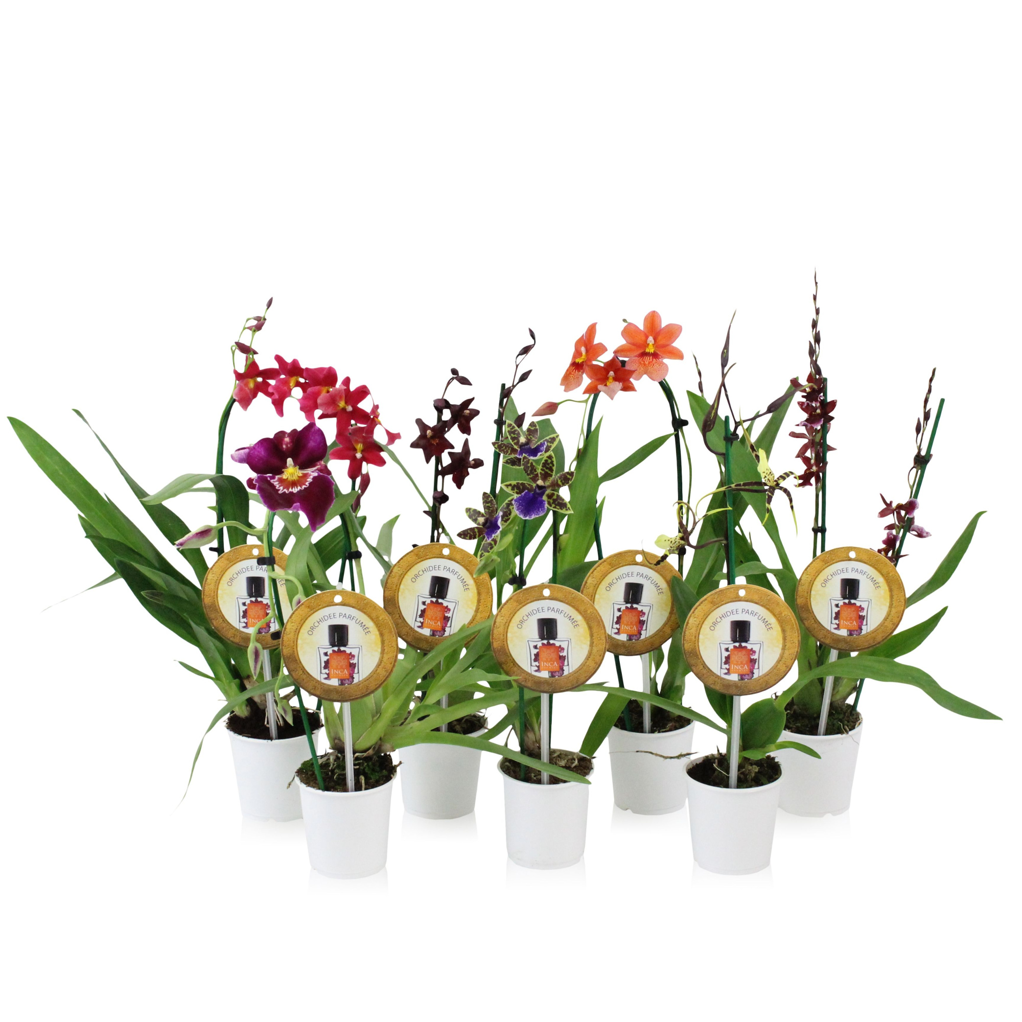 Inca Orchid mix Parfumee 9cm incl. cascade, D 9 cm