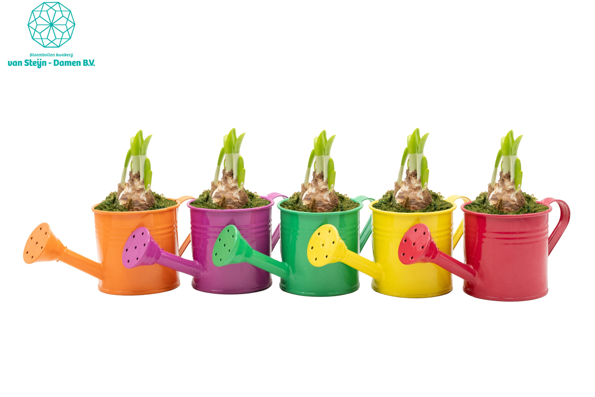 Narcissus 'Multicoloured Watering Can' (Without Moss), D 12