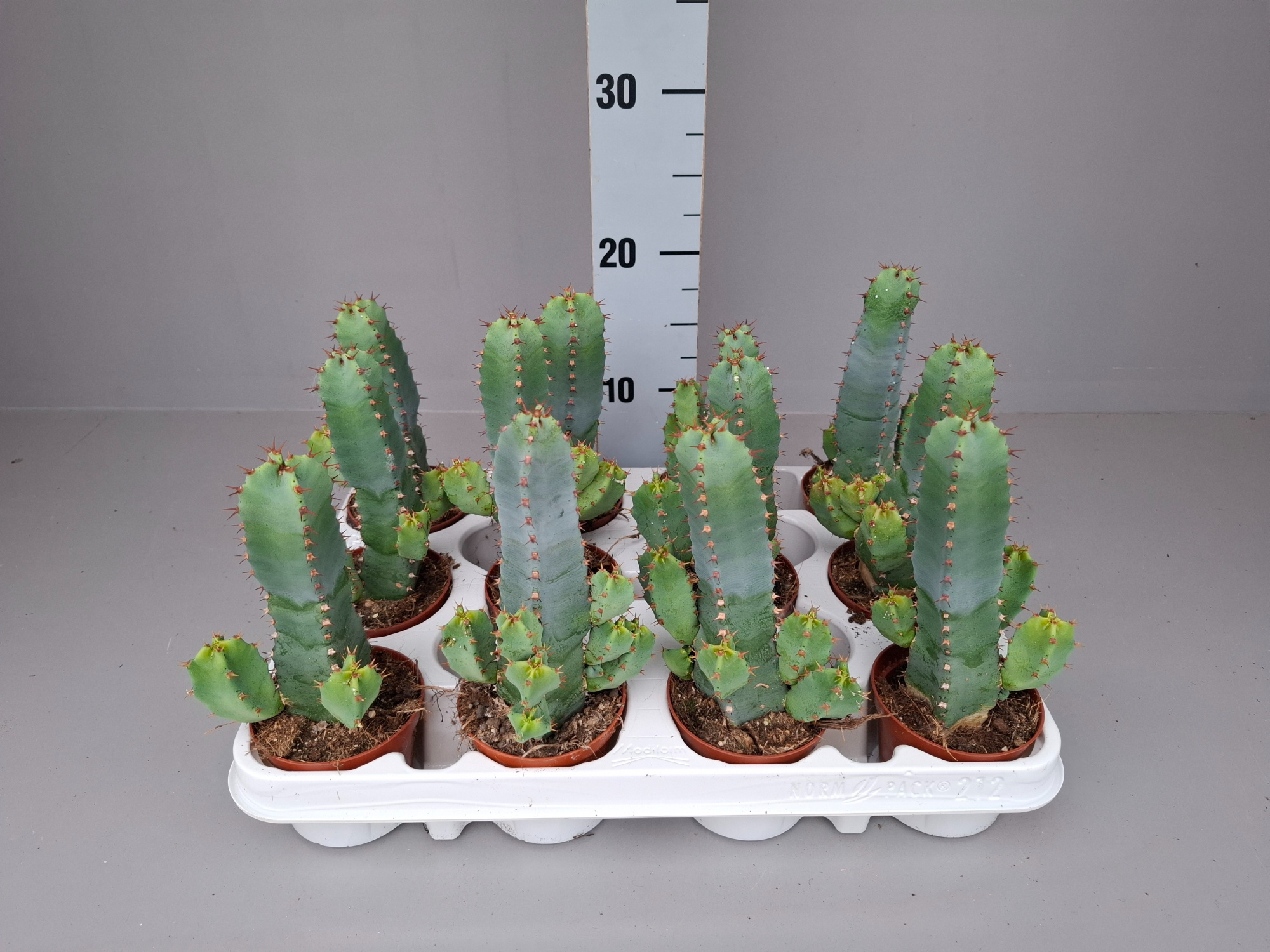Euphorbia resinifera 8,5, D 9 cm
