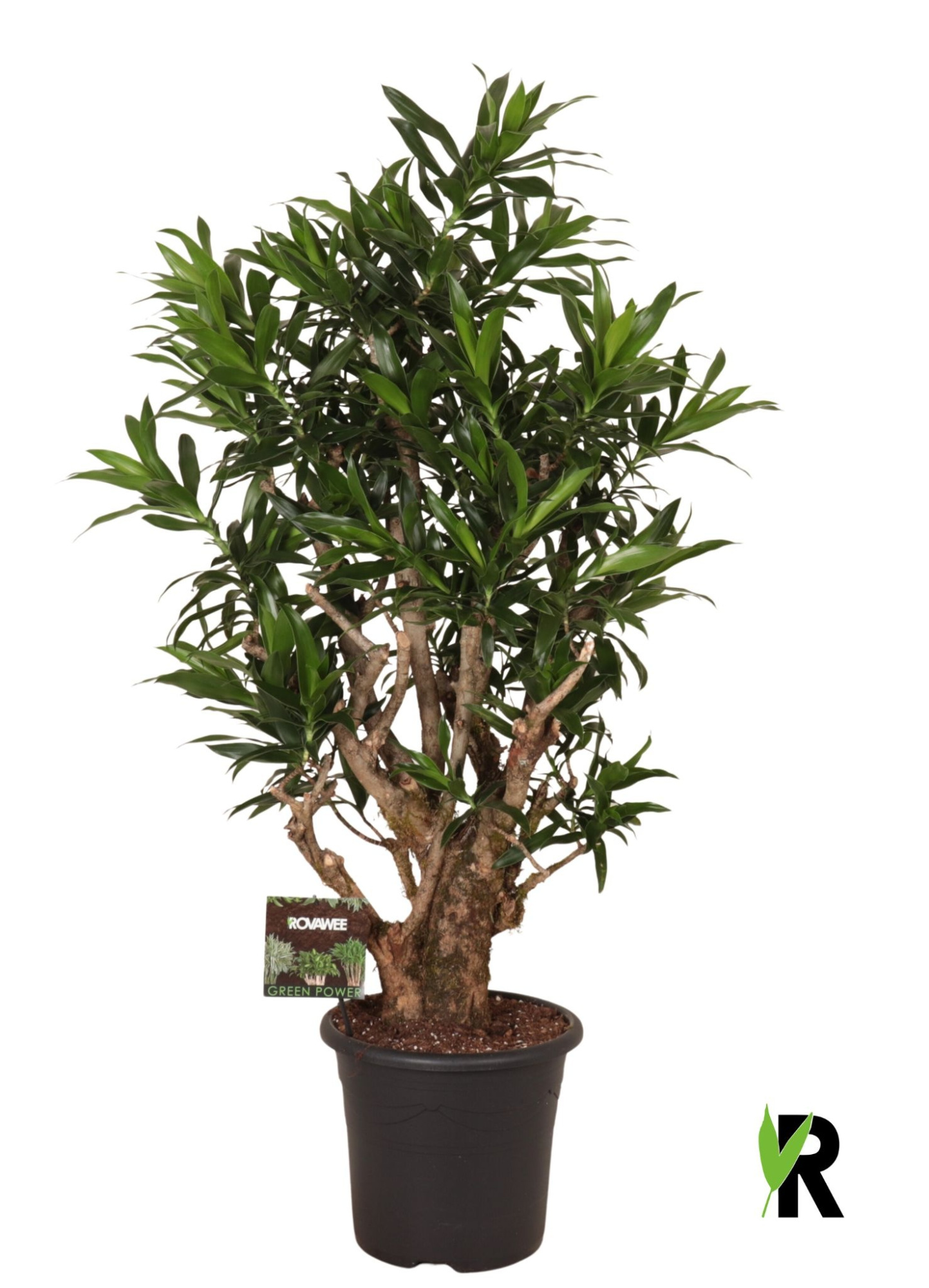 Dracaena reflexa vertakt, D 32 cm