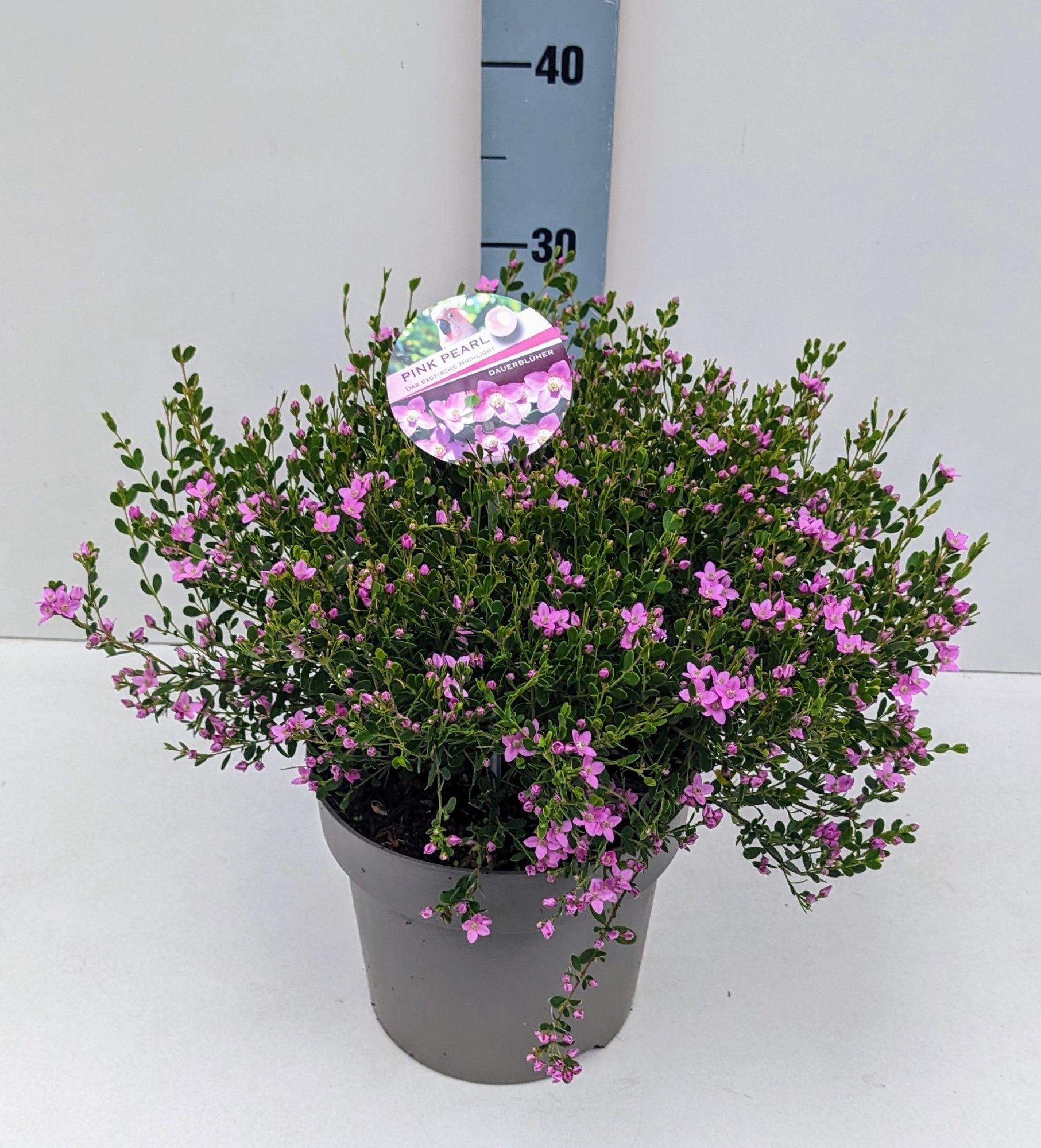 Boronia "Pink Pearl" 19T Dauerblüher!, D 19
